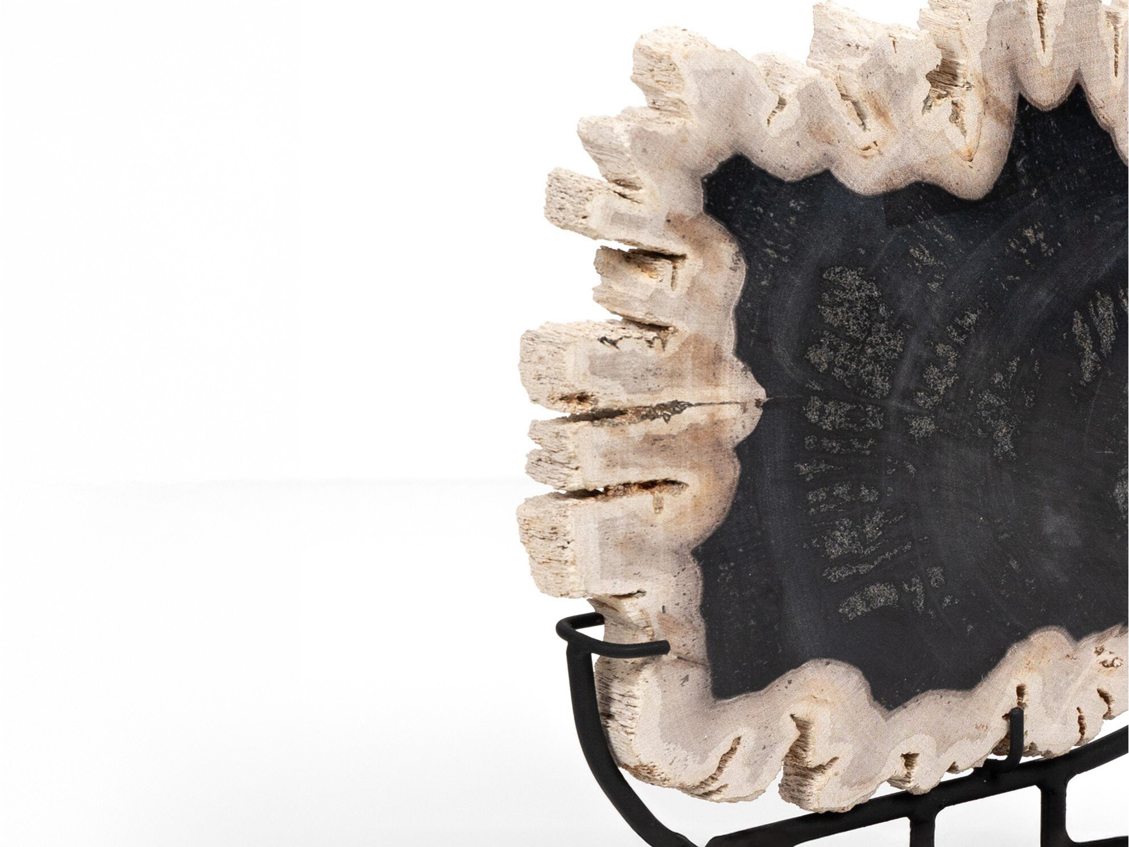 Luxecor Globetrotter  Petrified Wood Matte Black Iron Sculpture