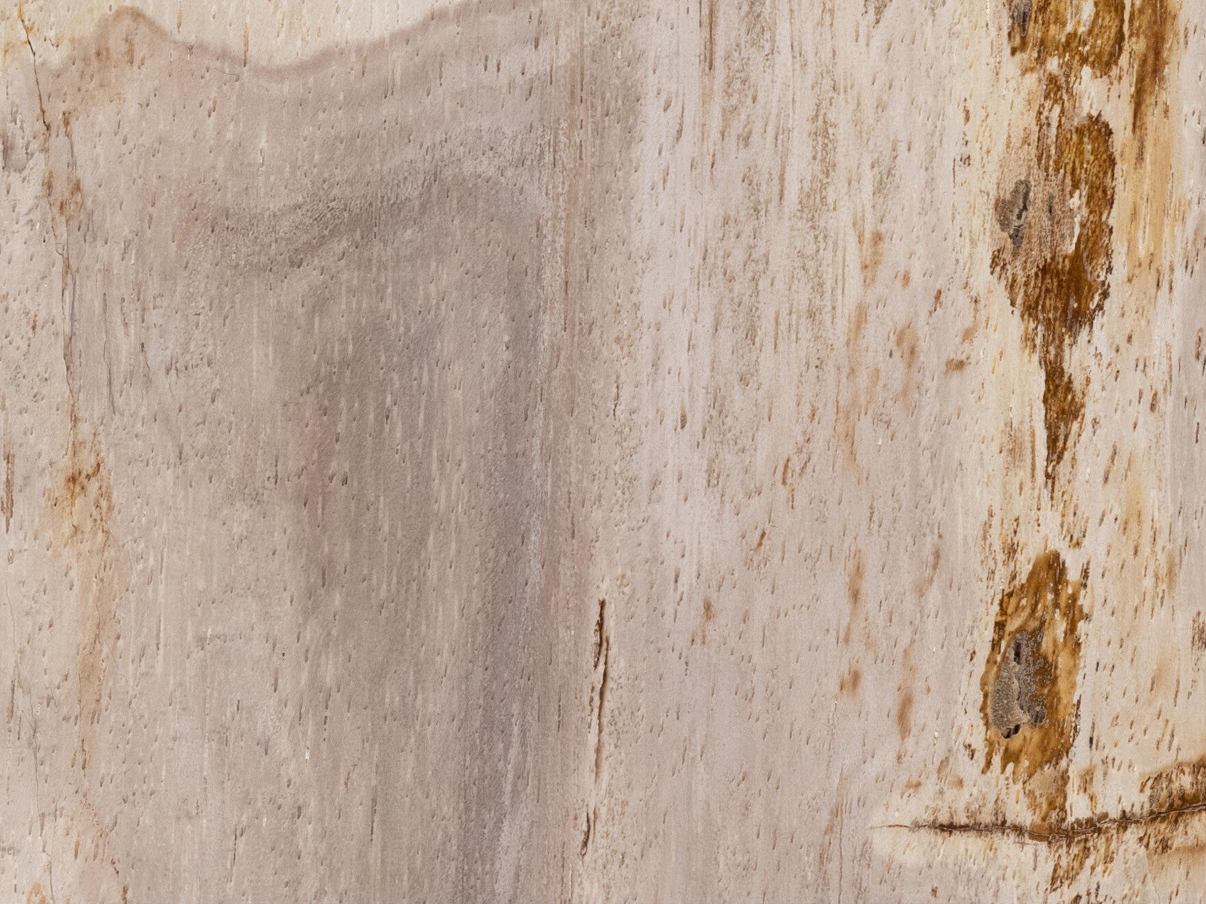 Four Hands Palu Galen 8" Round Dark Petrified Wood Shiny Brass End Table