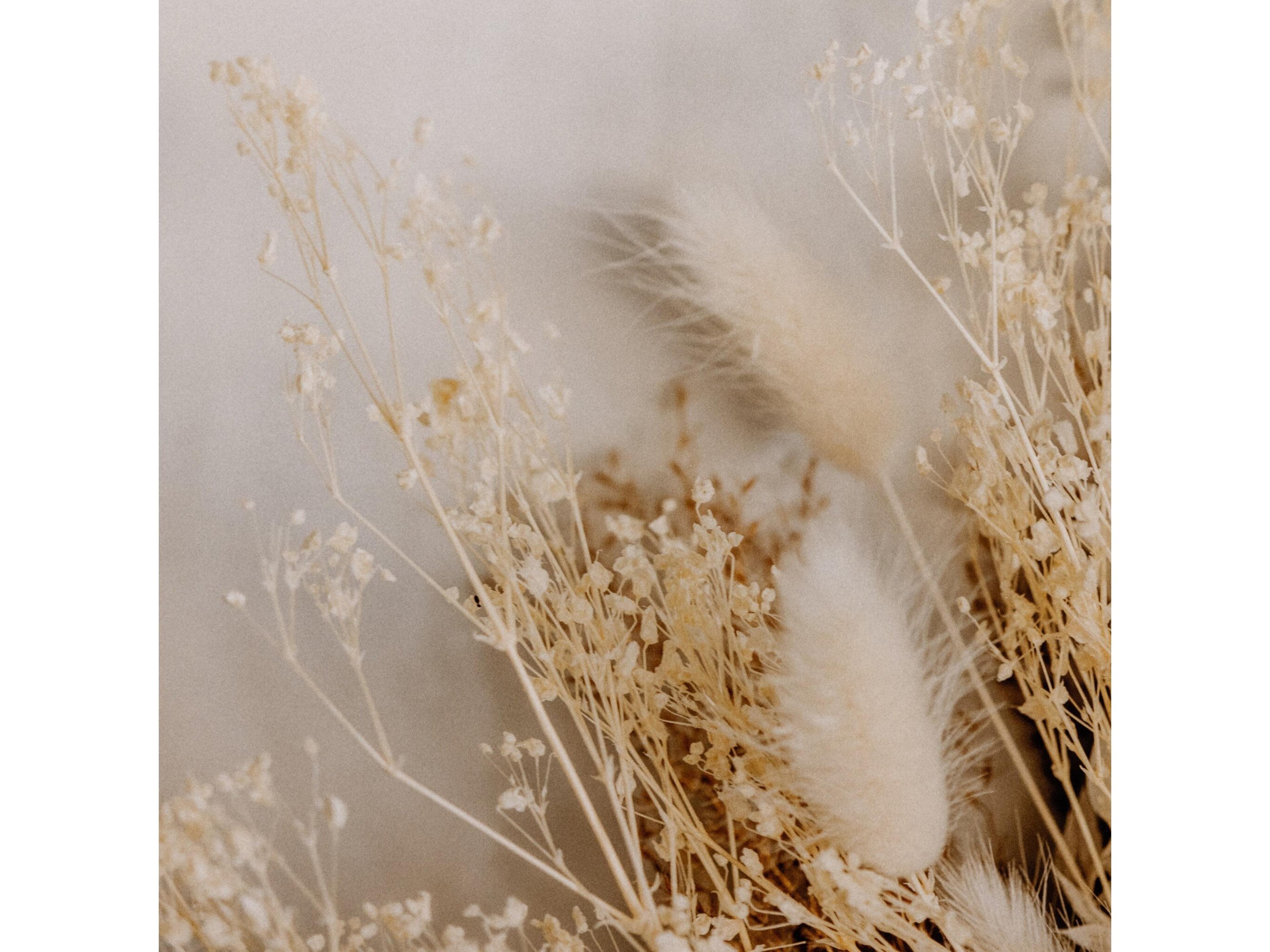 Four Hands Art Studio Dried Floral I By Annie Spratt Wall Art