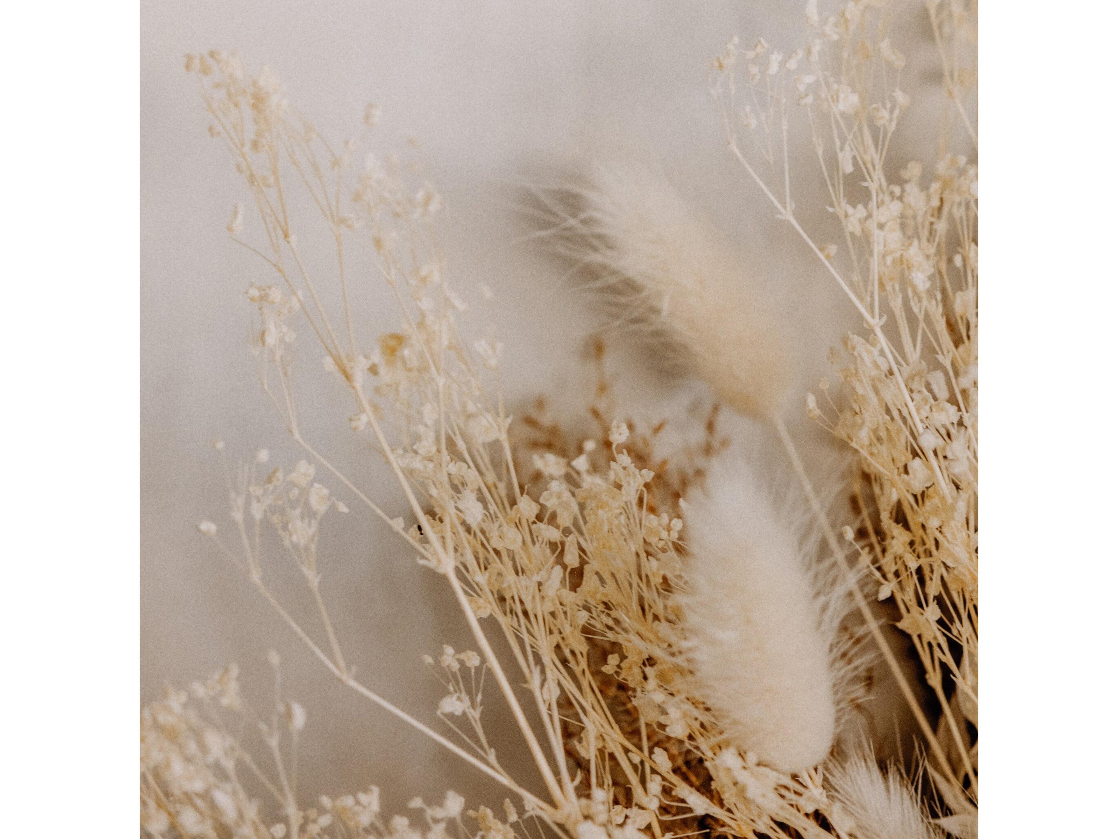 Four Hands Art Studio Dried Floral Dyptich By Annie Spratt Wall Art Set of 2