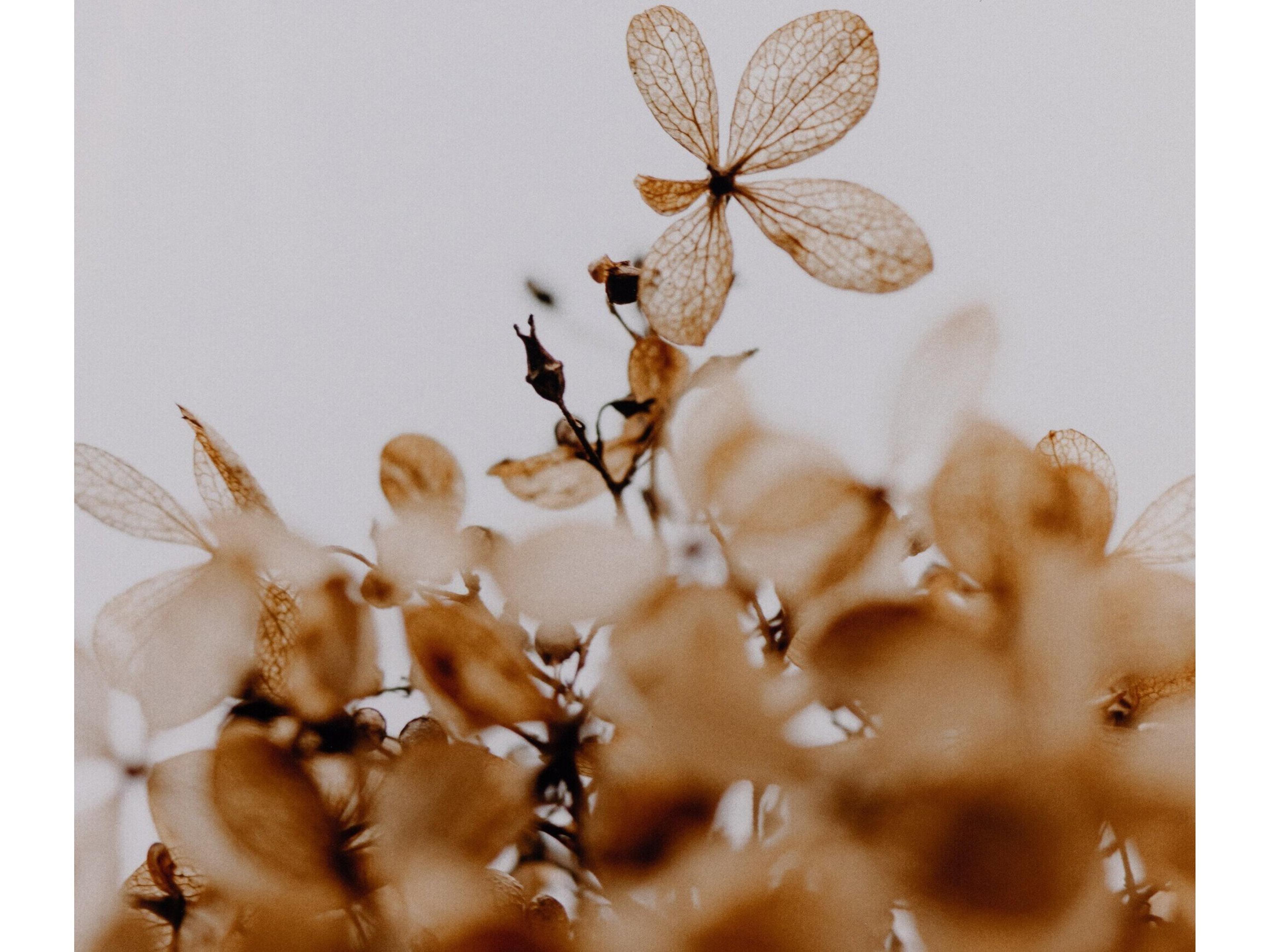 Four Hands Art Studio Greetings By Annie Spratt Wall Art