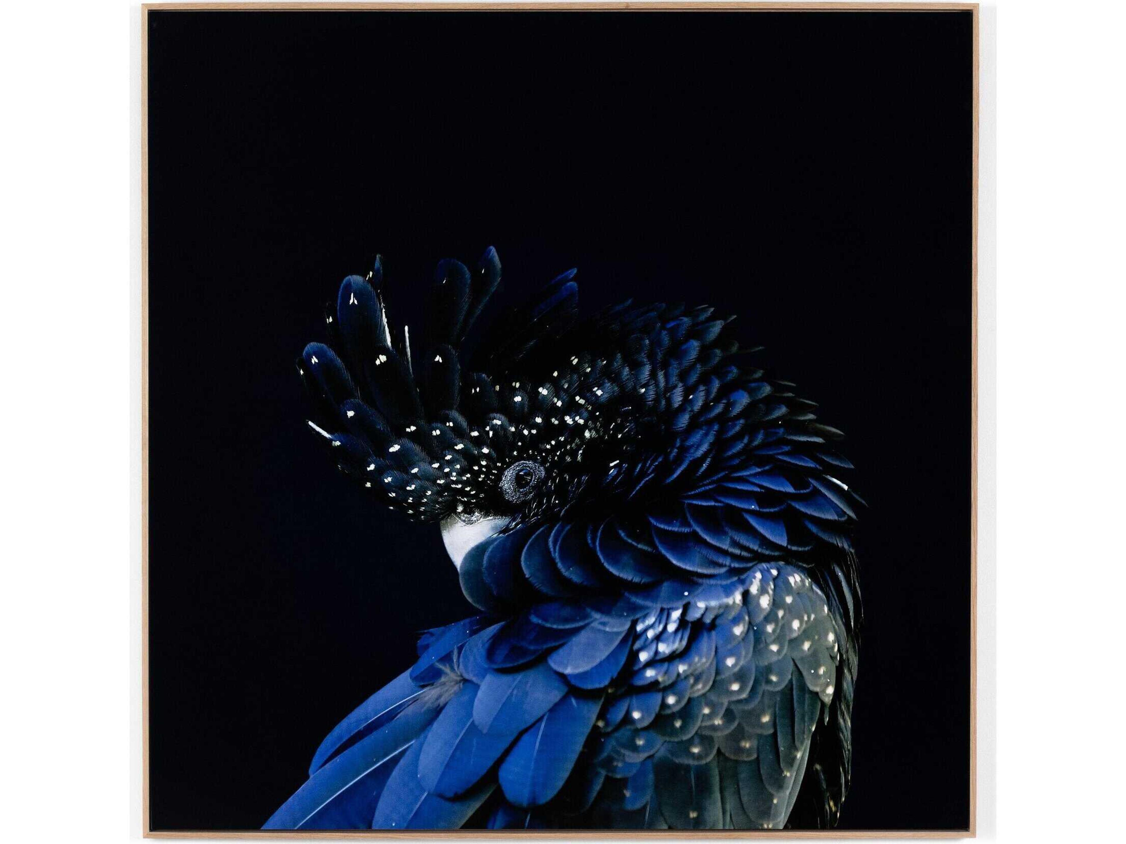 Four Hands Art Studio Red-Tailed Black Cockatoo By Getty Image Wall Art