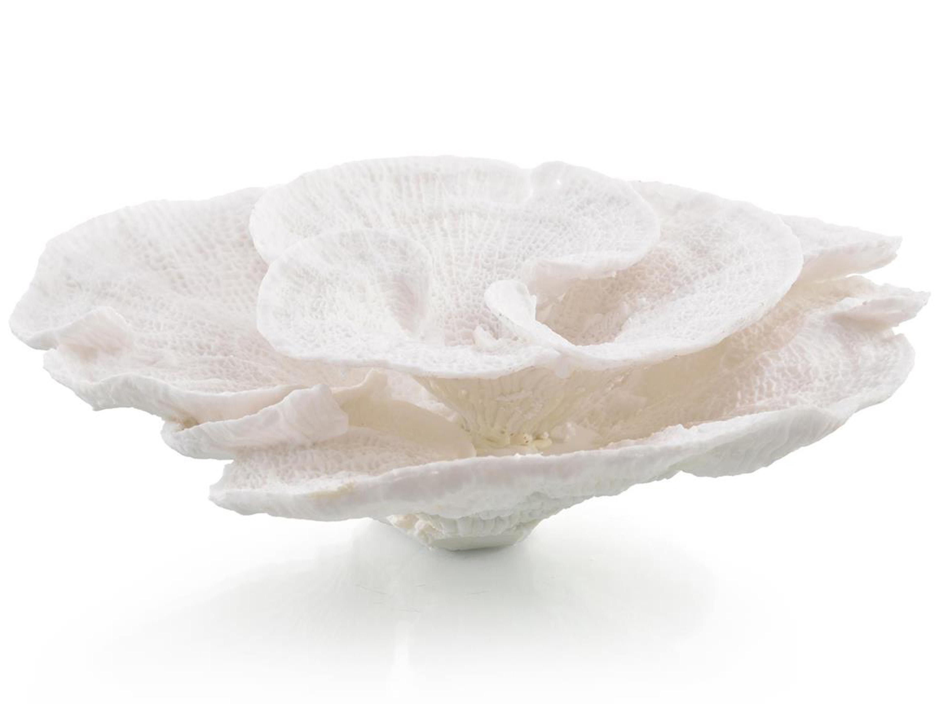 John Richard Foliose Coral