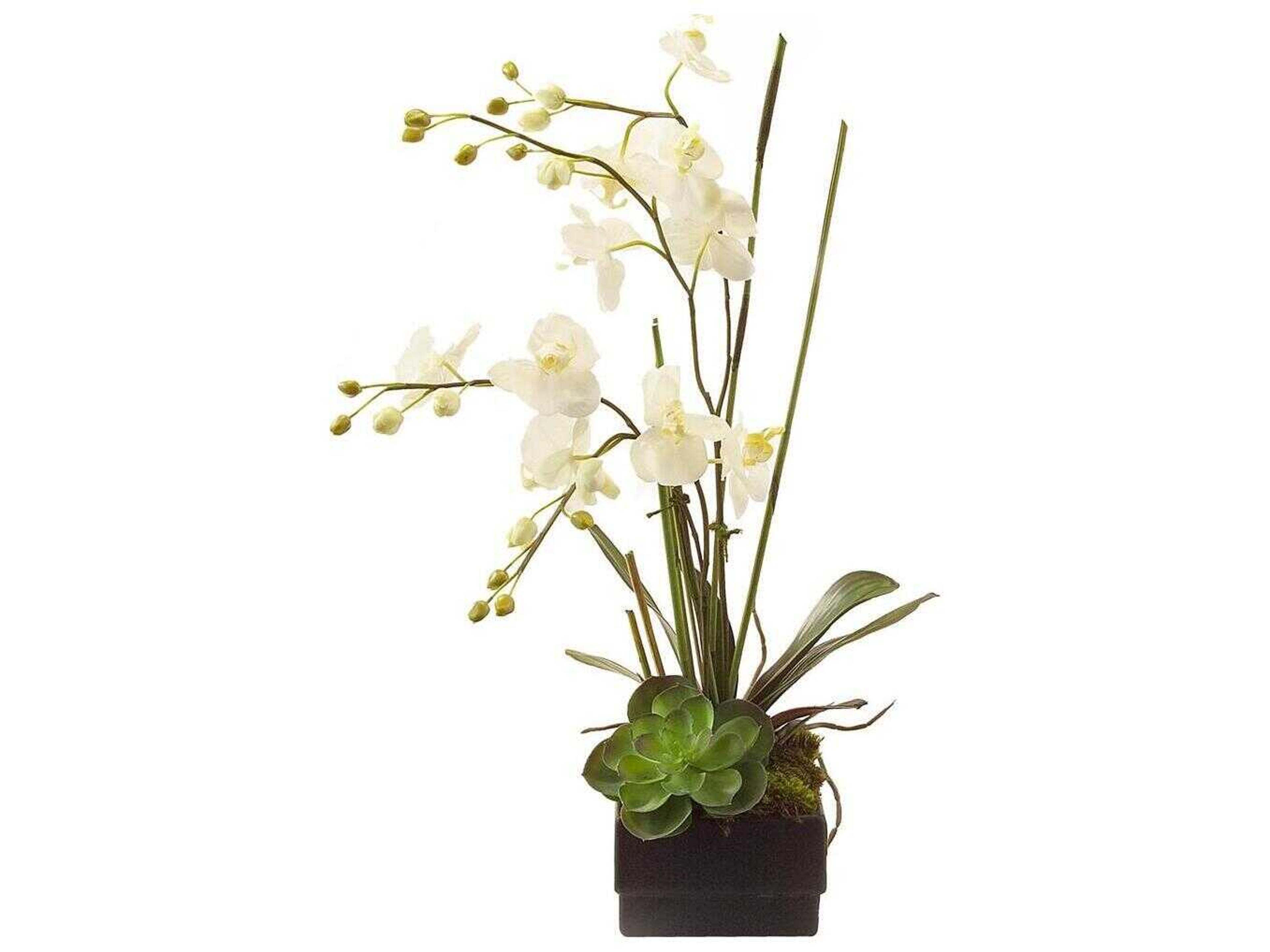 John Richard Phalaenopsis Orchid