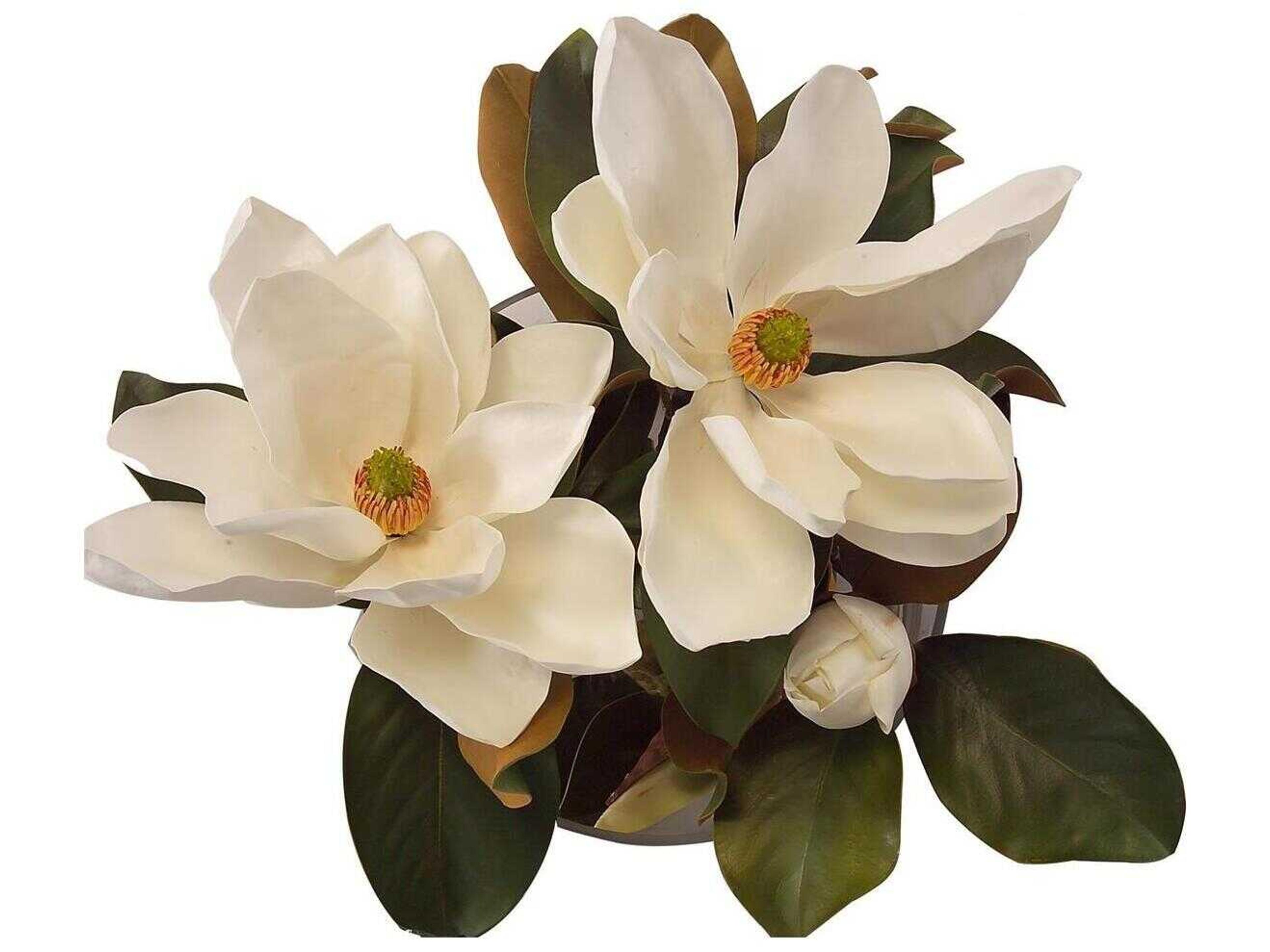 John Richard Magnolia Grandiflora