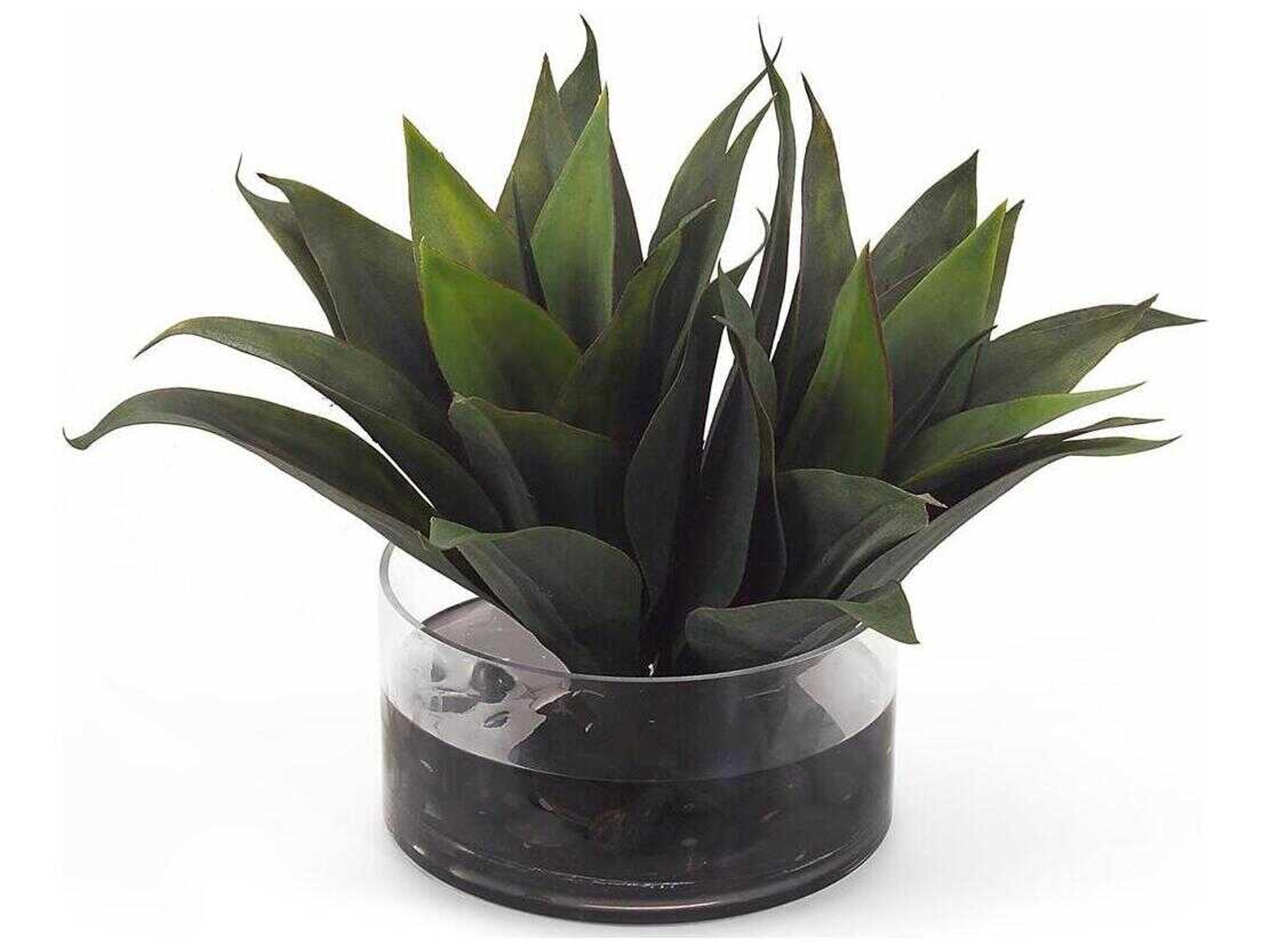 John Richard Aqua Agave Botanical