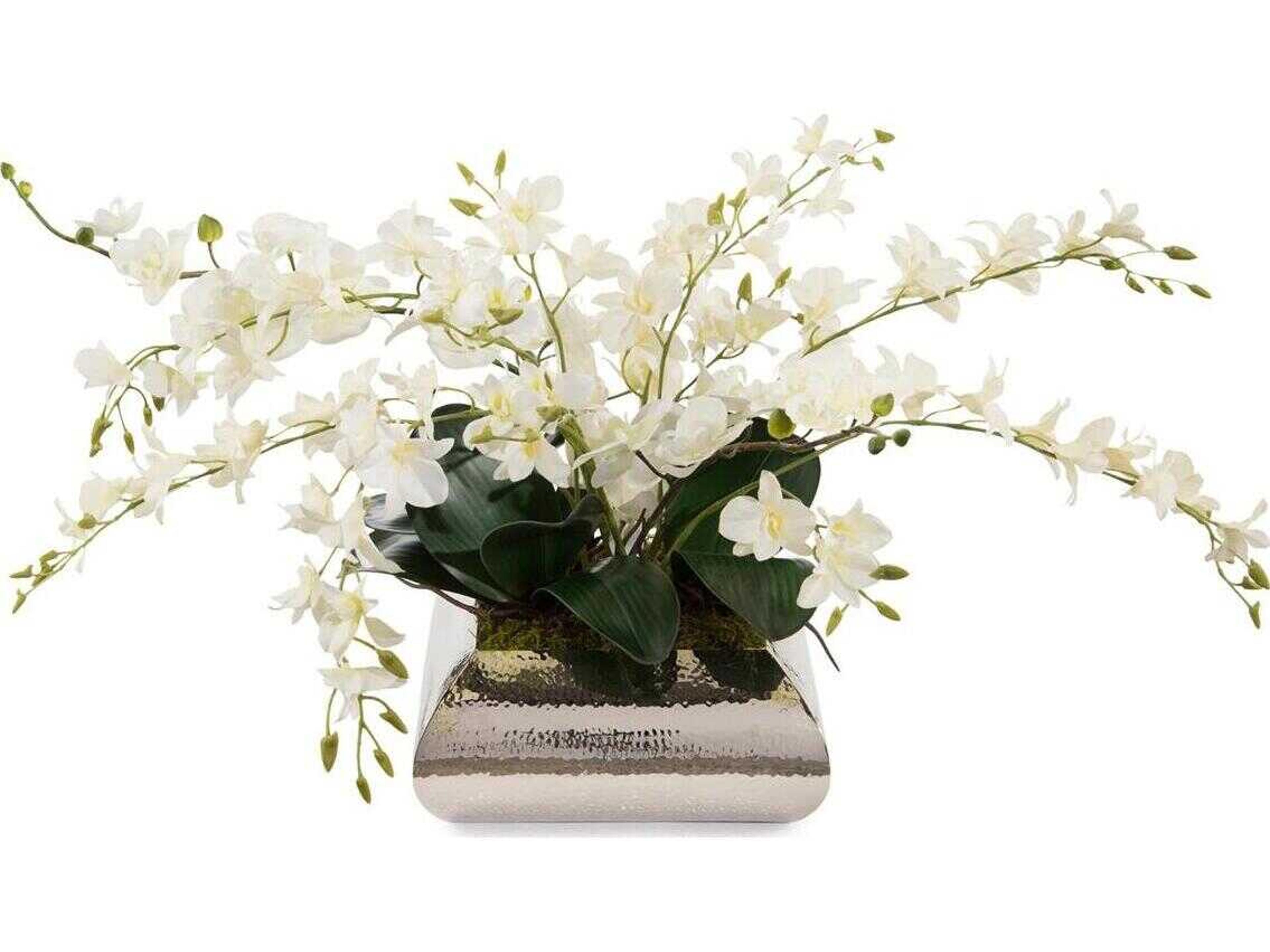 John Richard Dendrobium Reflections Botanical