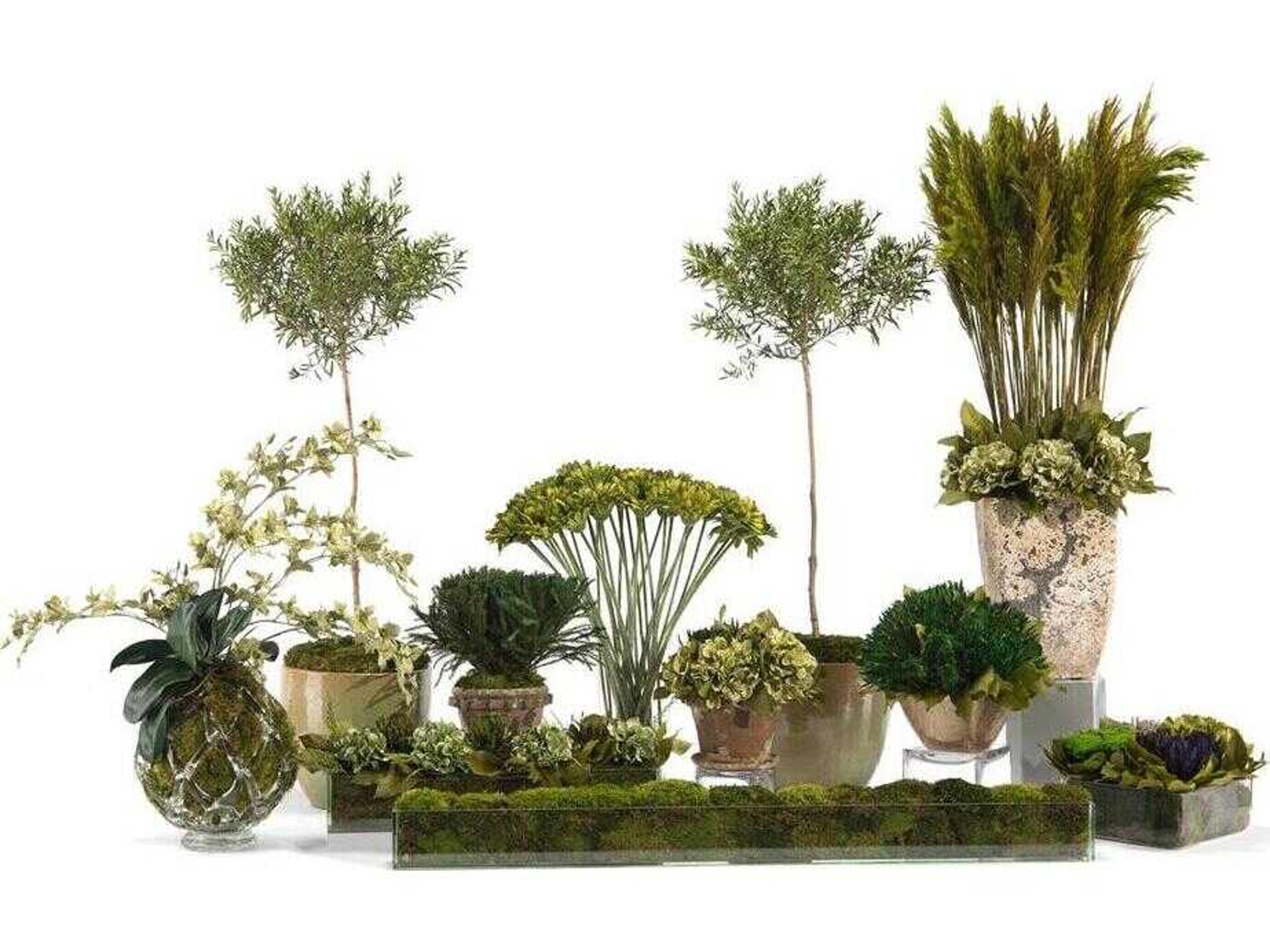 John Richard Clear Emeralds Botanical