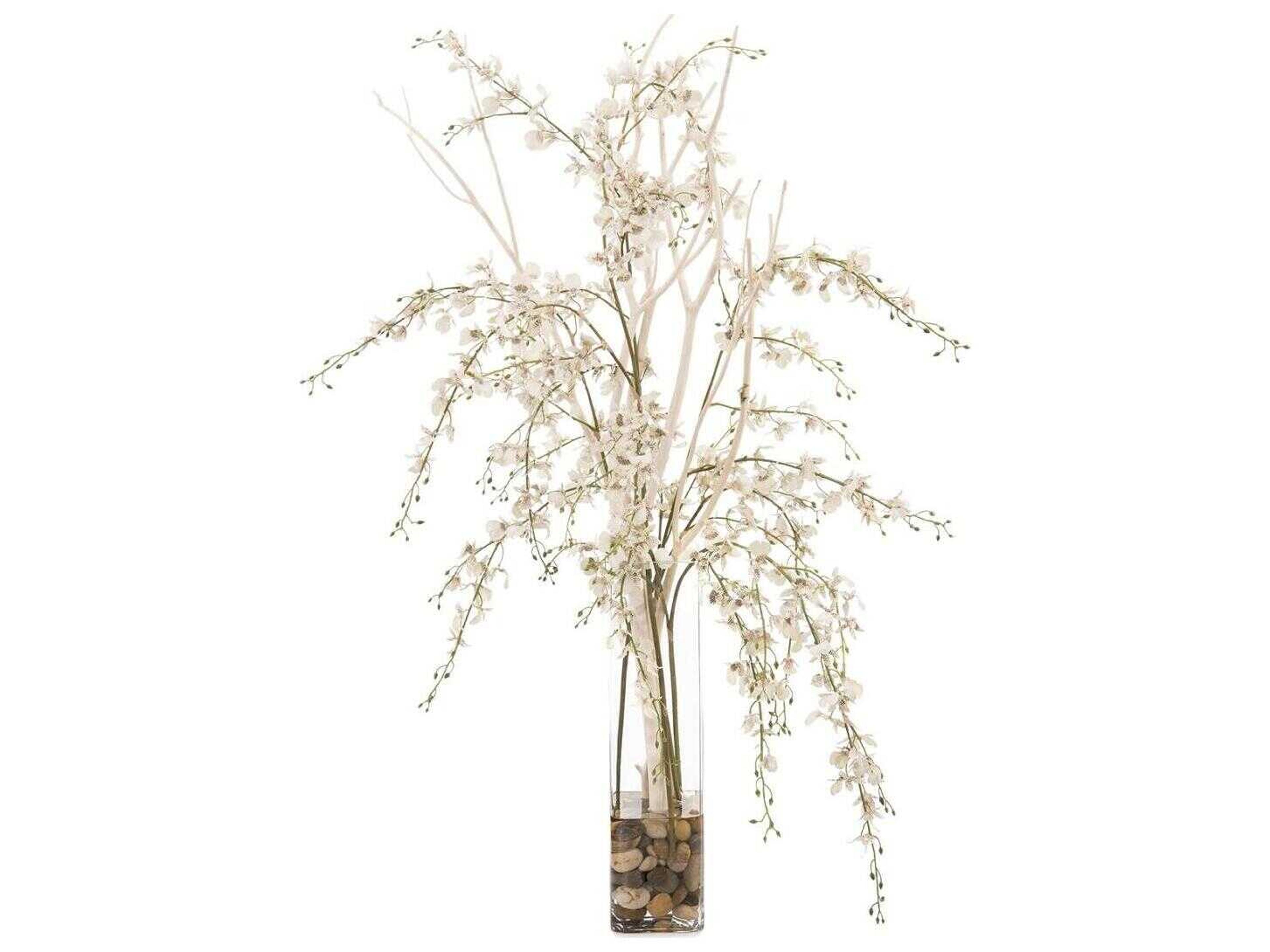 John Richard Mitsumata Orchids