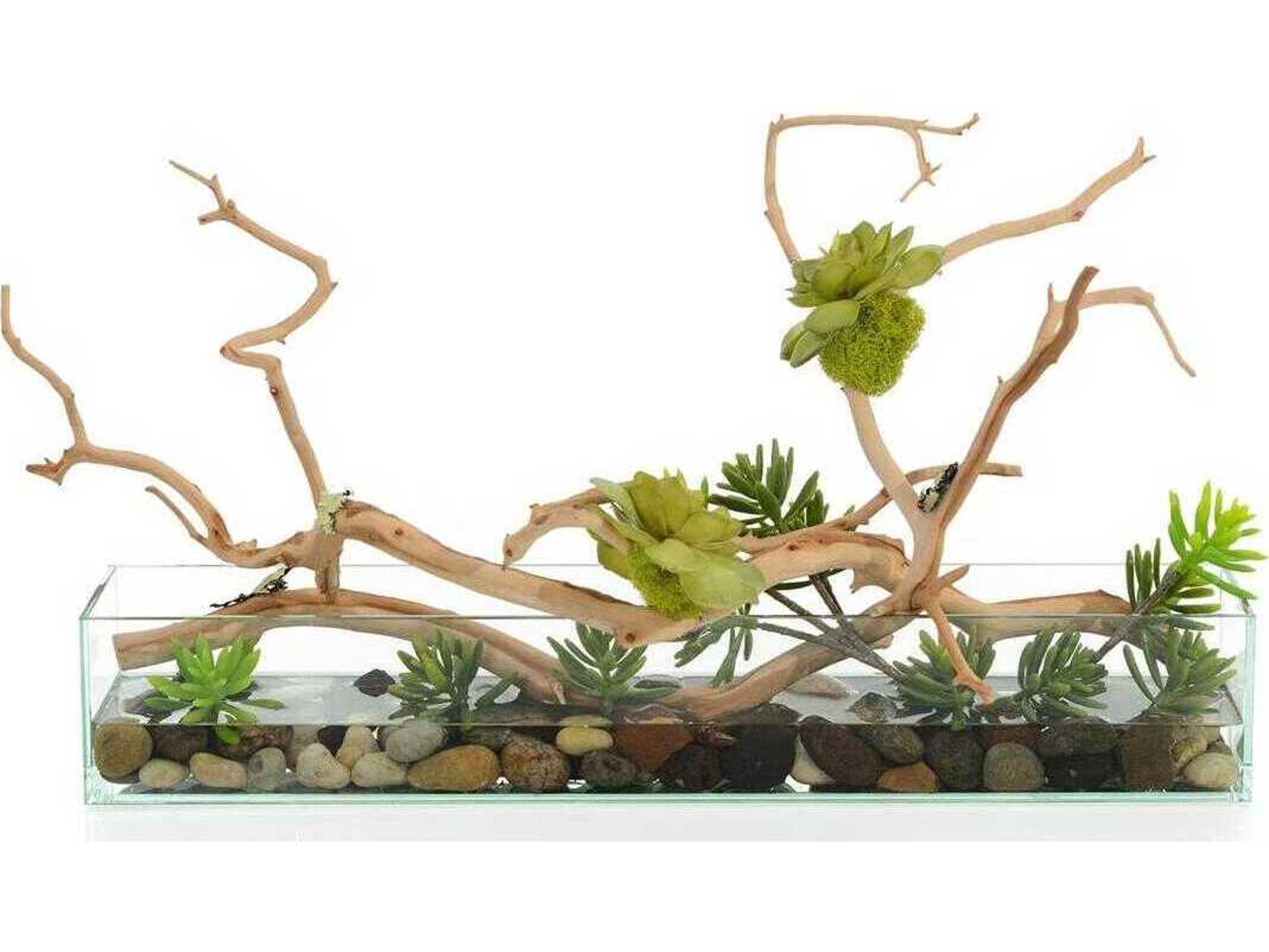 John Richard Succulent Tree Botanical