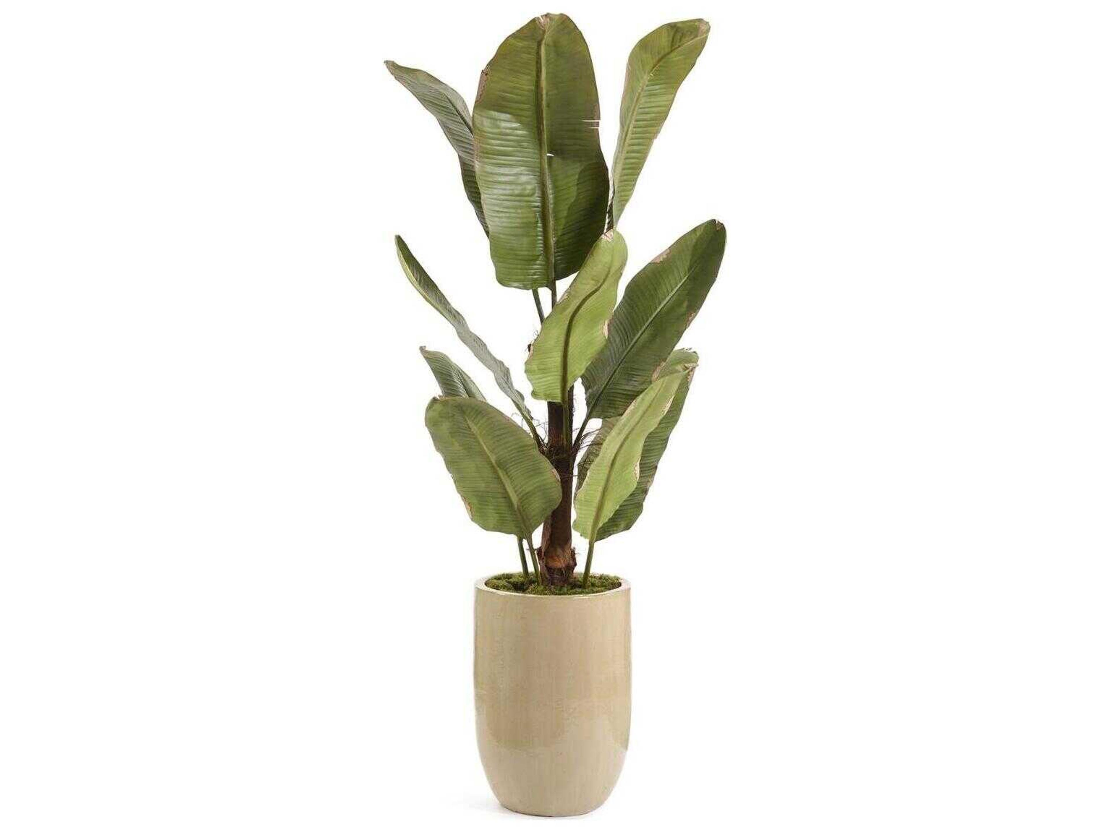 John Richard The New Banana Botanical