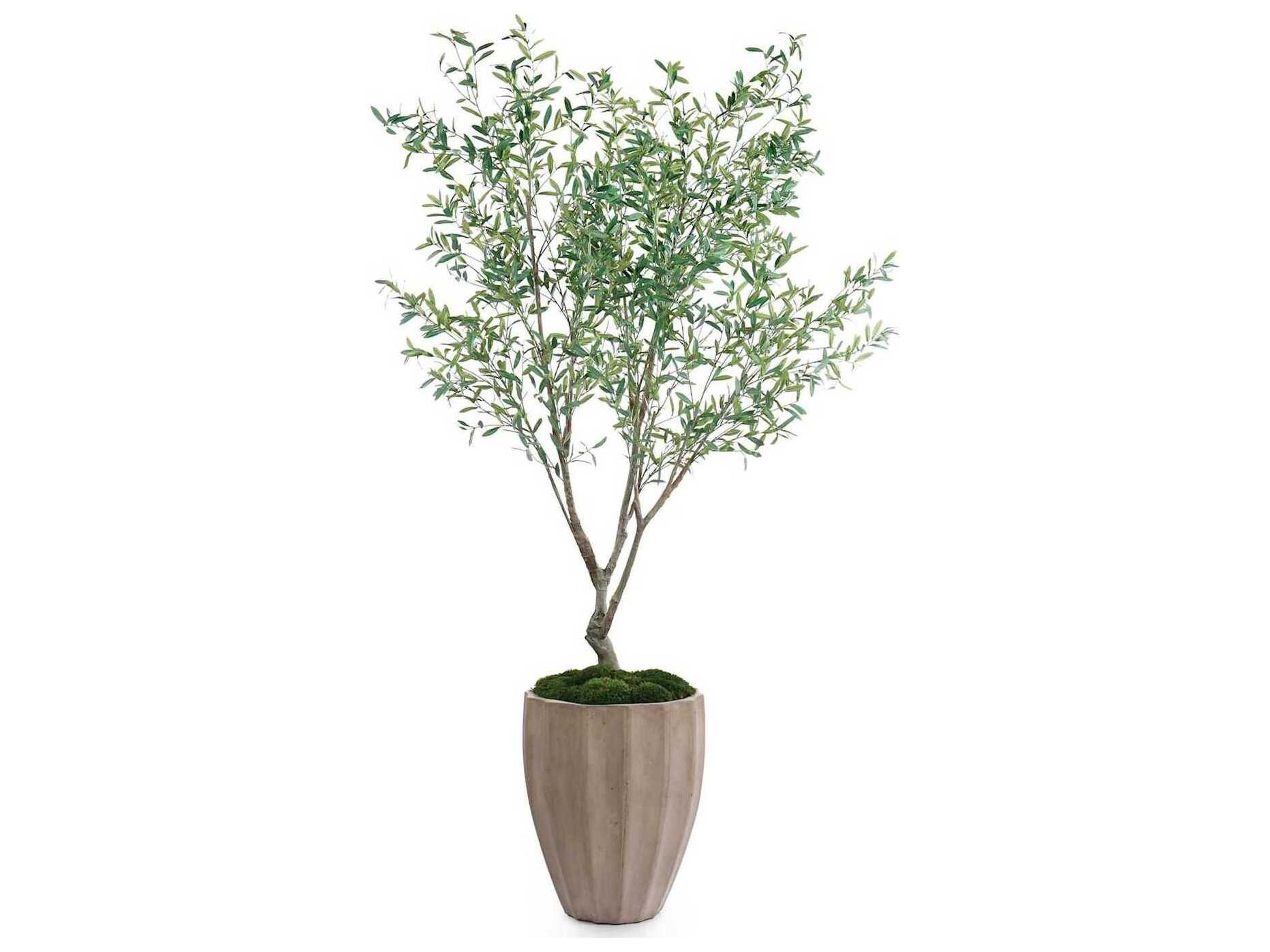 John Richard Tuscan Olive Botanical