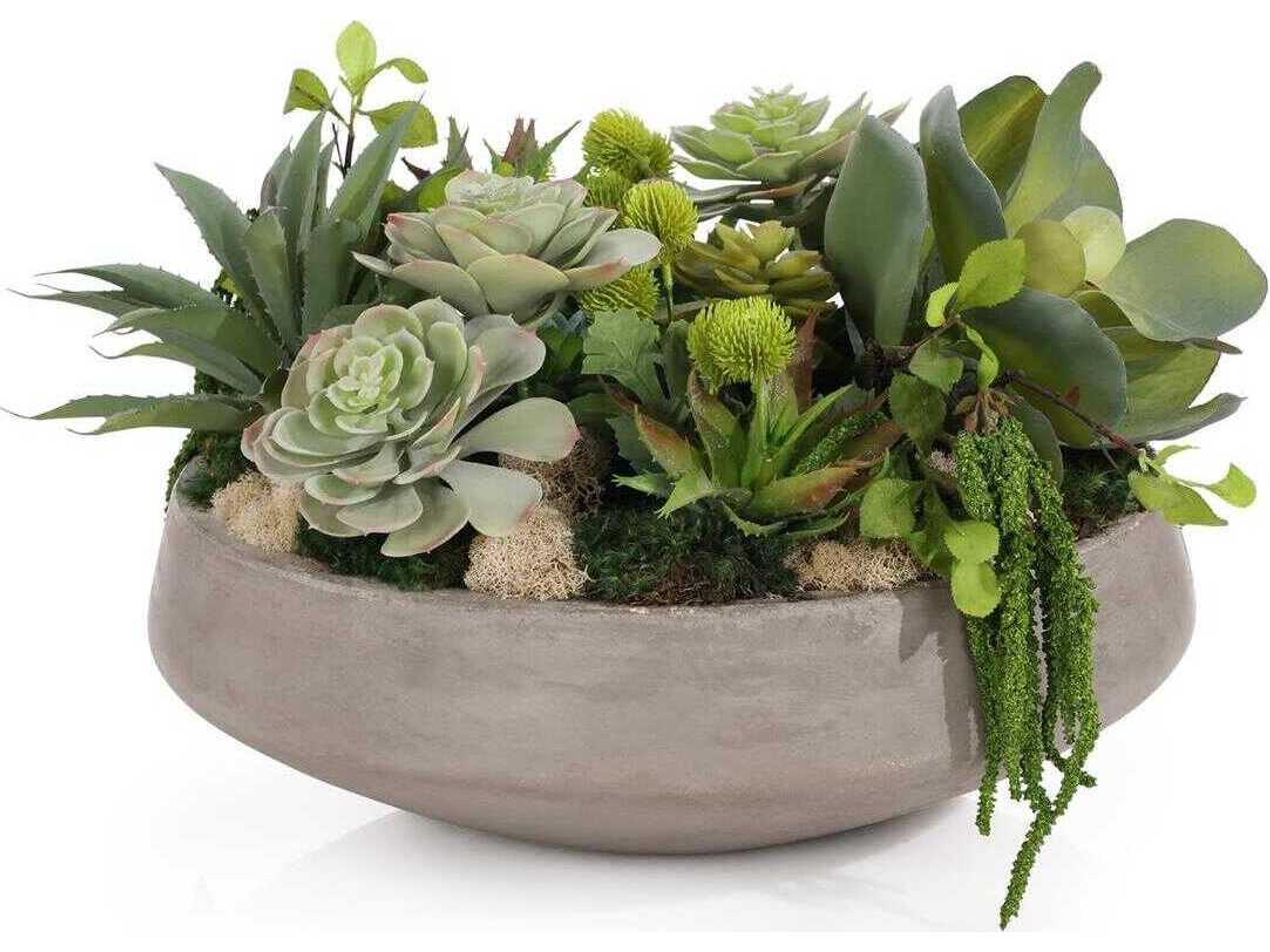 John Richard Amsterdam Succulents Botanical