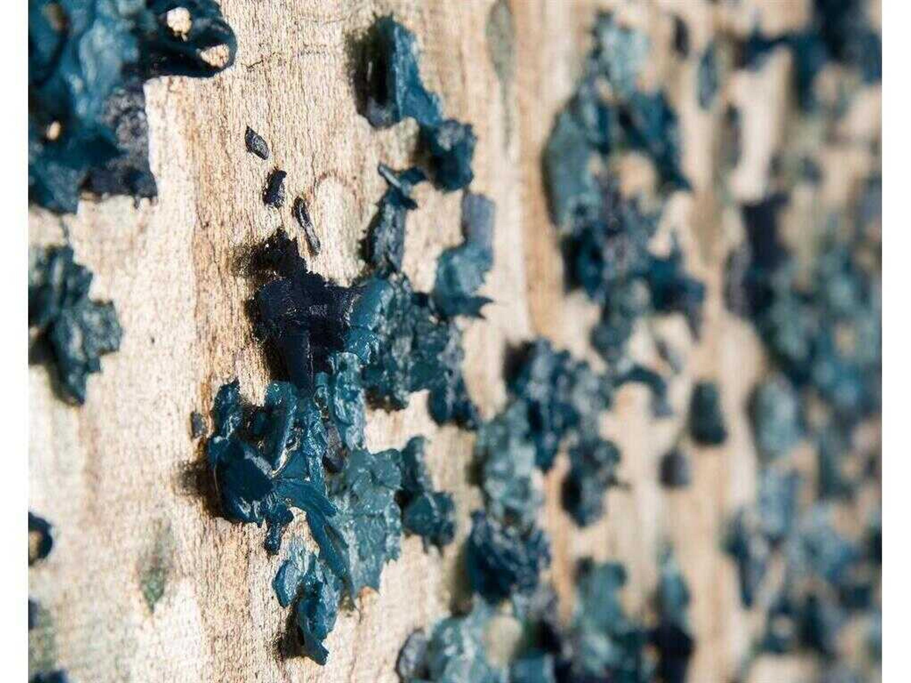 John Richard Teng Fei's Silvered Dogwood Painting