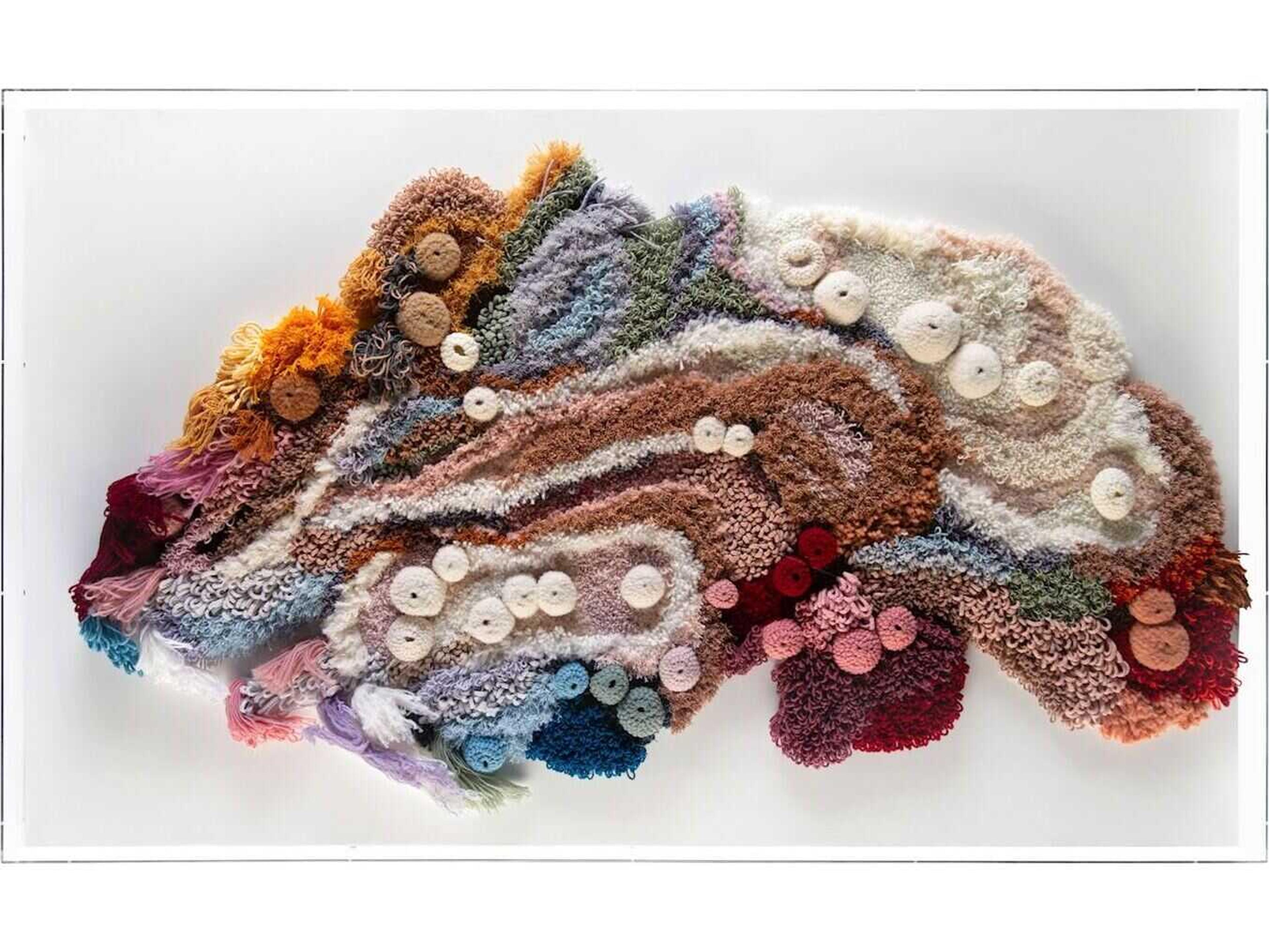 John Richard Tony Fey's Exotic Plumage Shadow Box