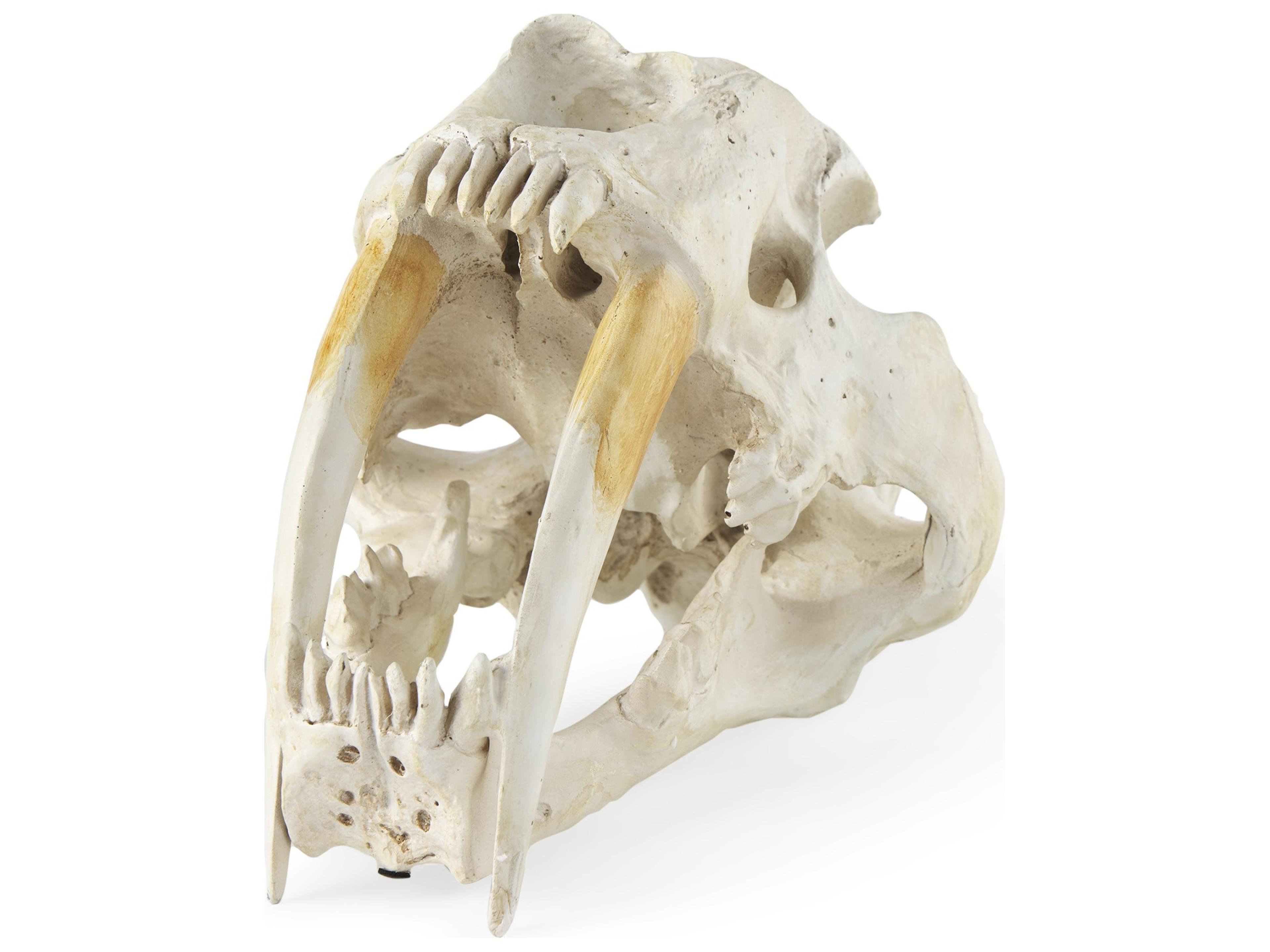 Mercana Fozzil 9L x 9W Resin Sabretooth Skull Replica