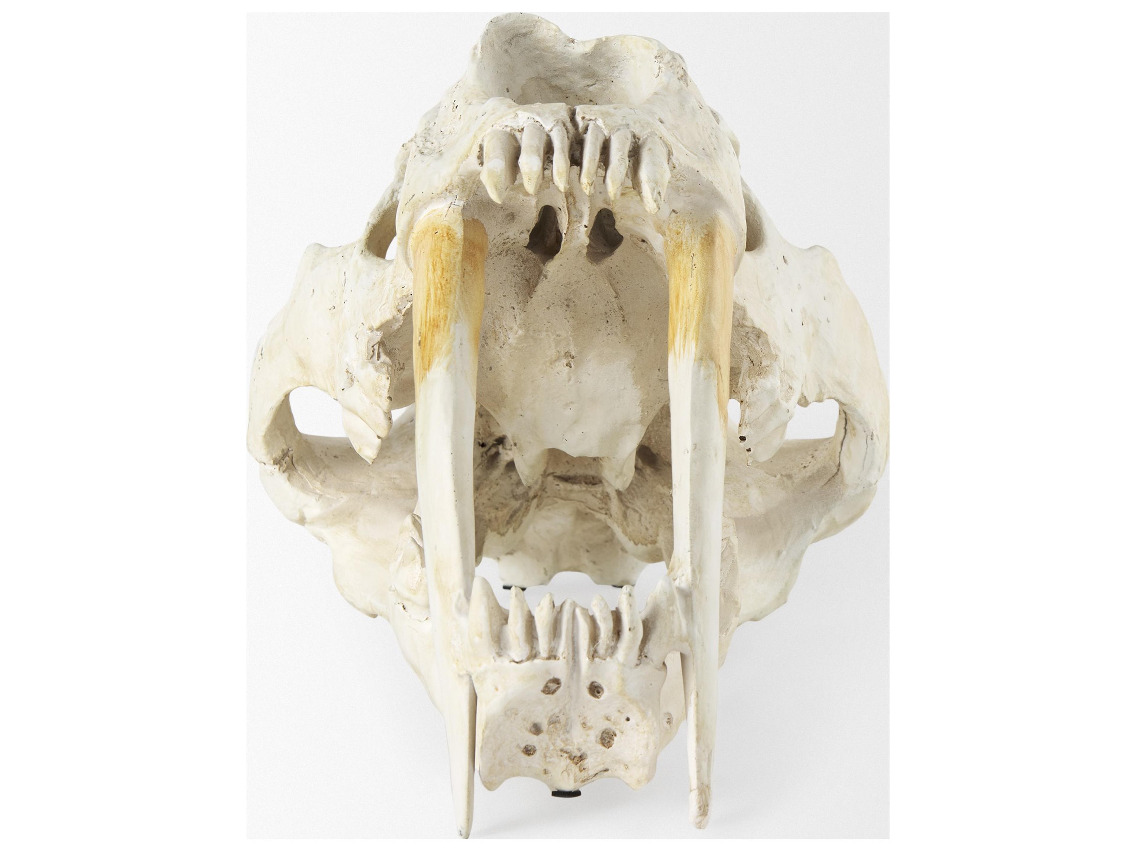 Mercana Fozzil 9L x 9W Resin Sabretooth Skull Replica