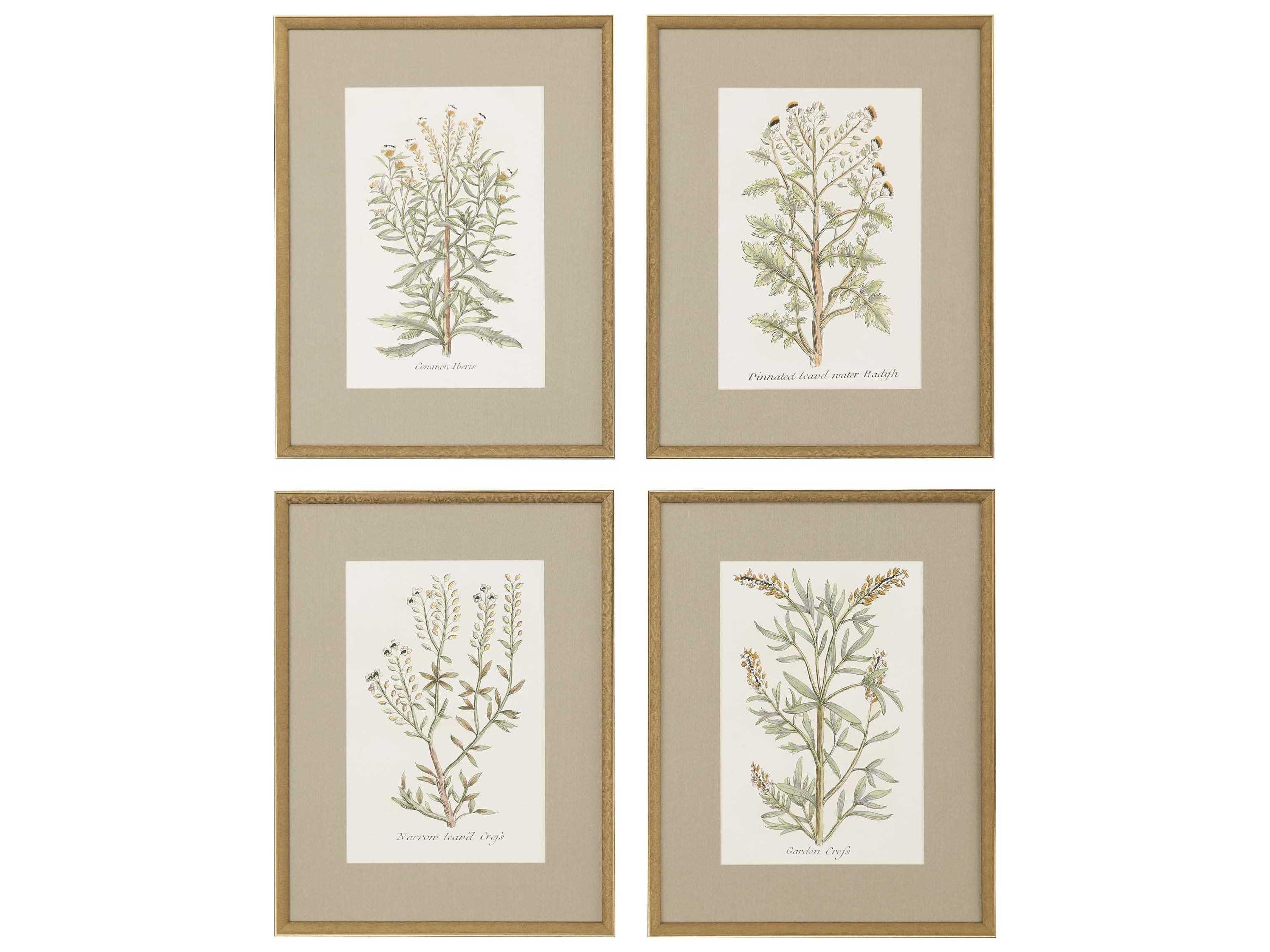 Paragon Botanical Plants Framed Prints Set of 4