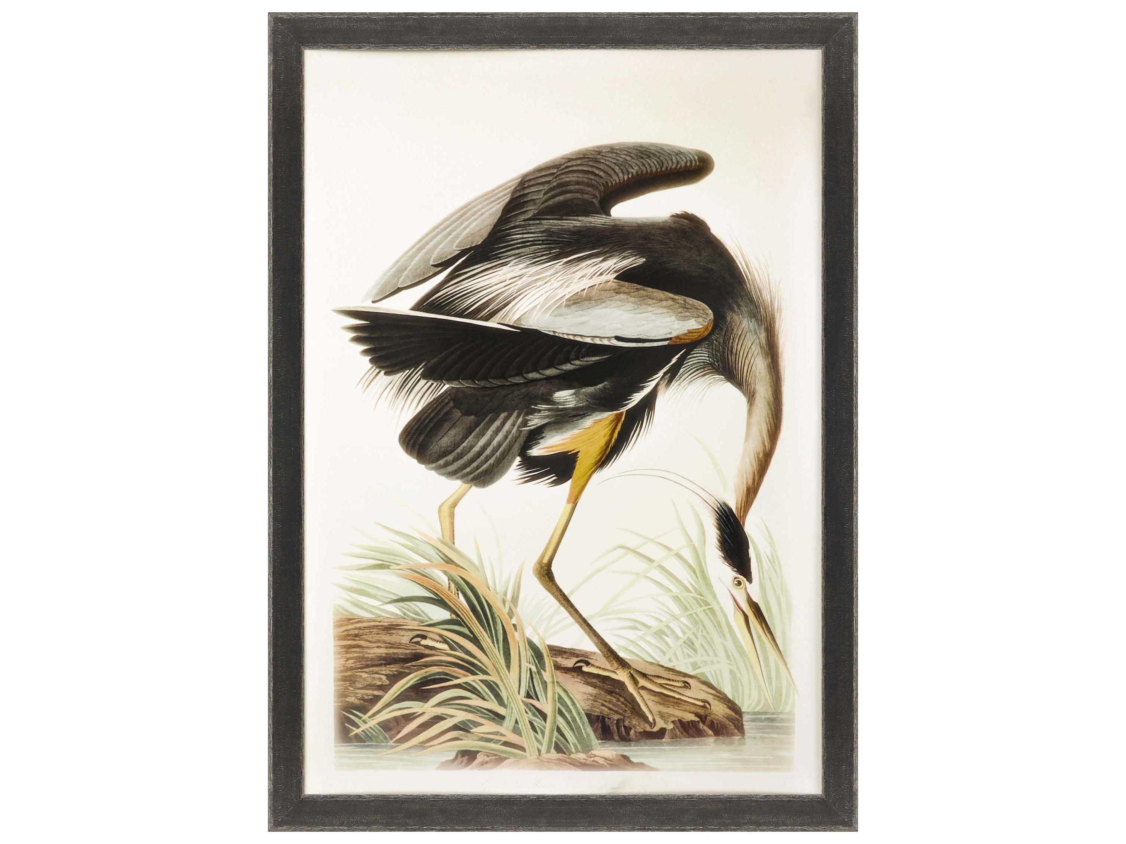 Paragon Great Blue Heron Framed Print