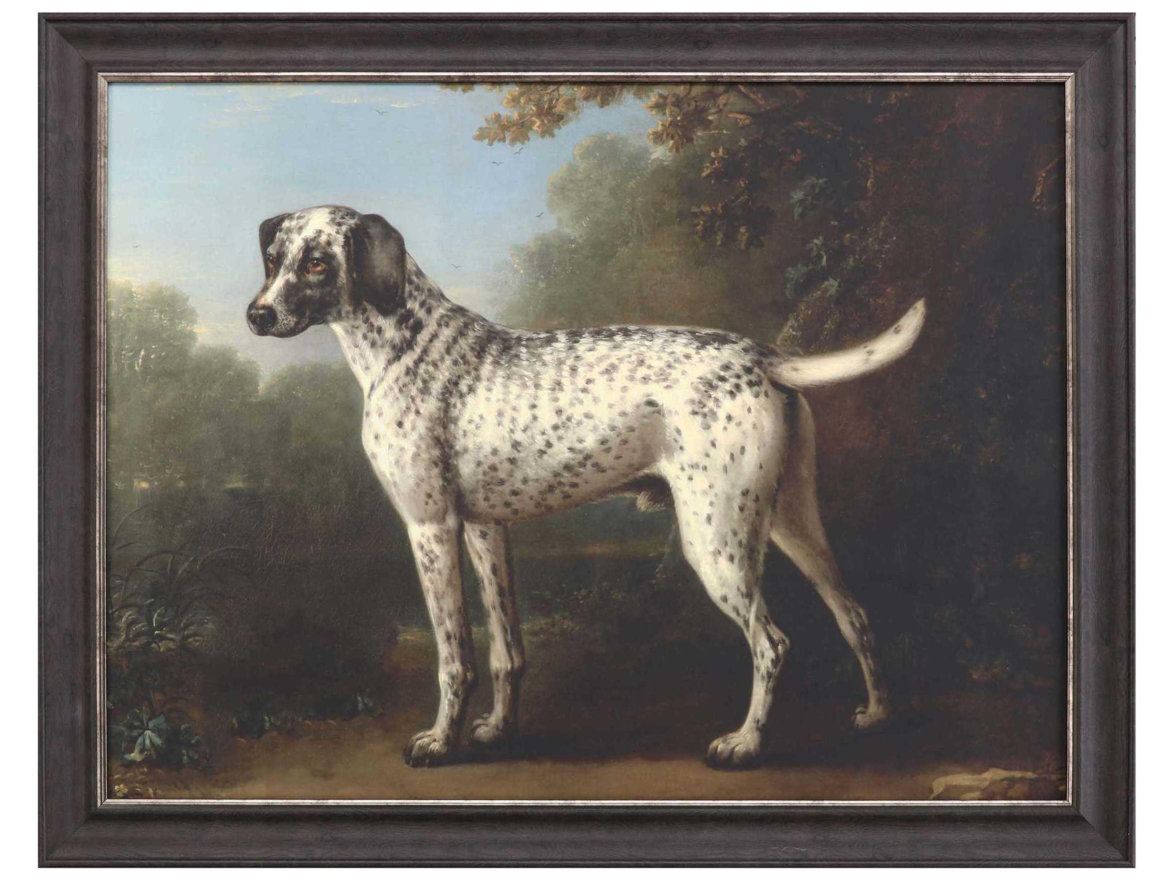 Grey Spotted Hound Framed Print