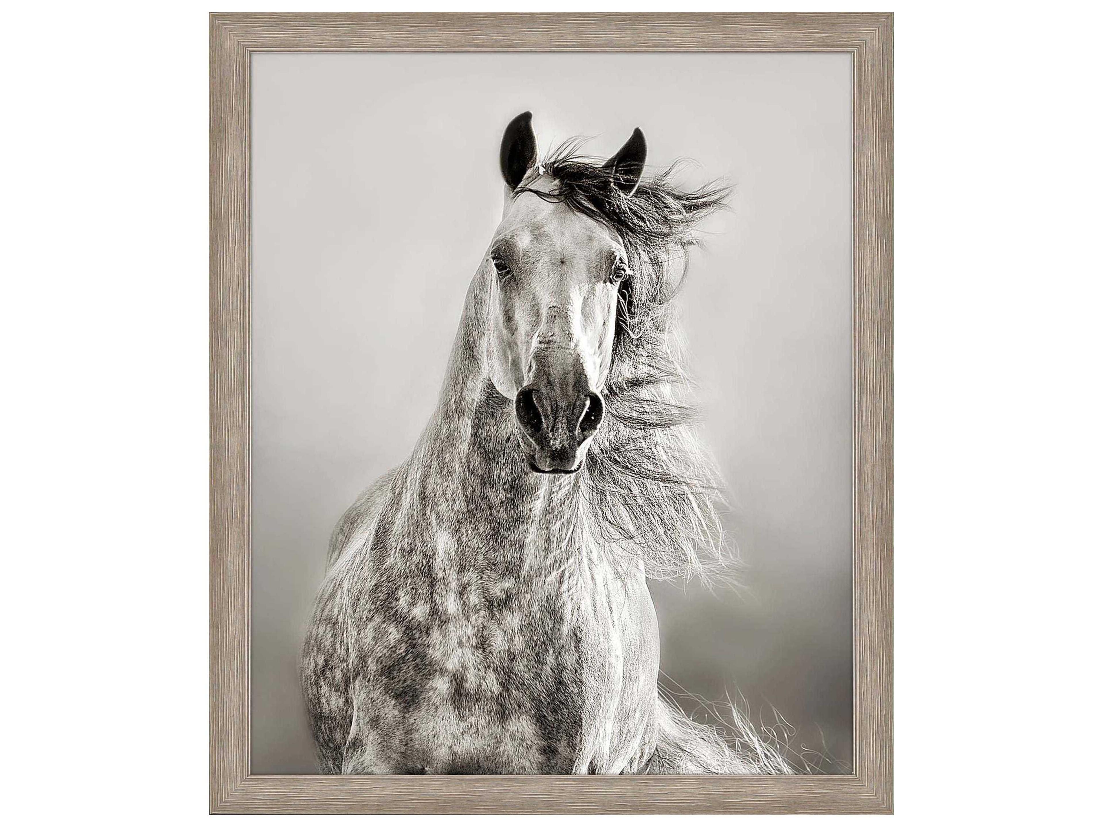 Paragon Animals Caballo de Andaluz Wall Art