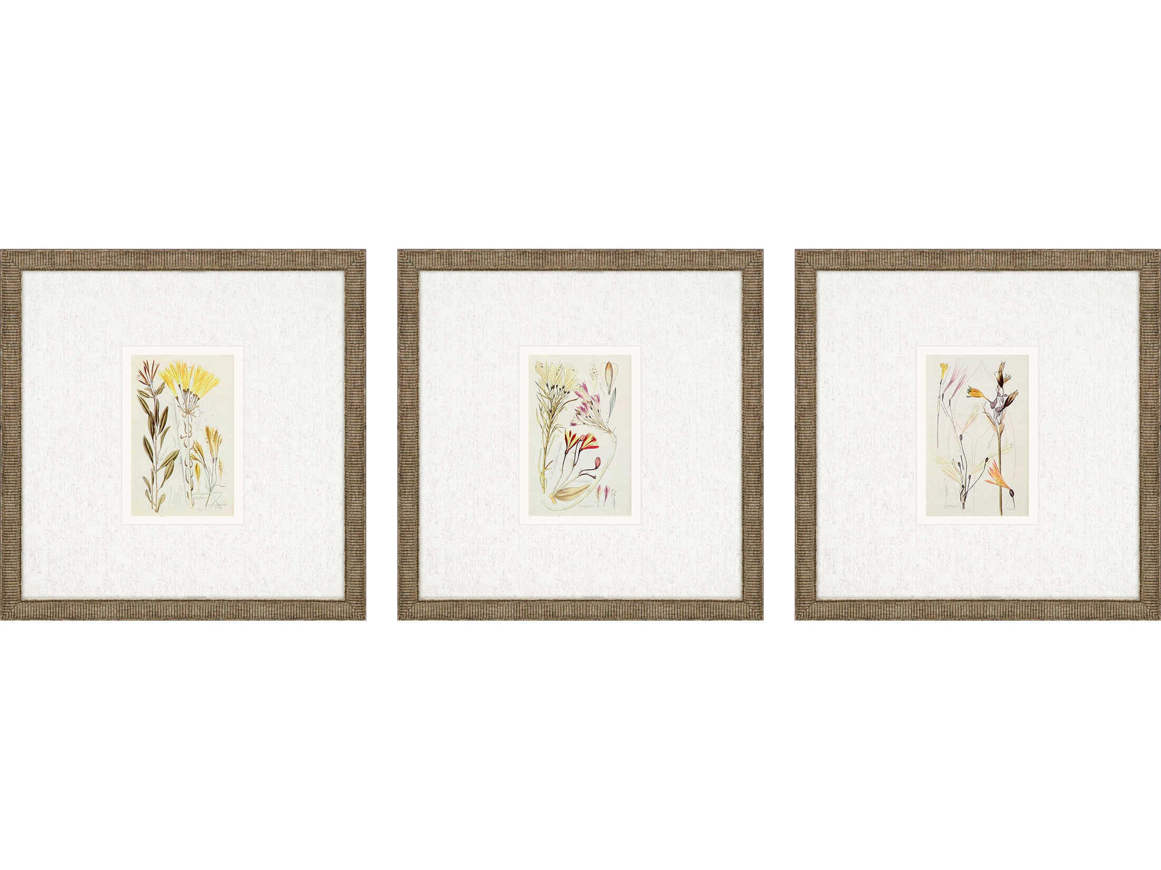 Paragon Florals Antique Botanical-II Wall Art Set of 3