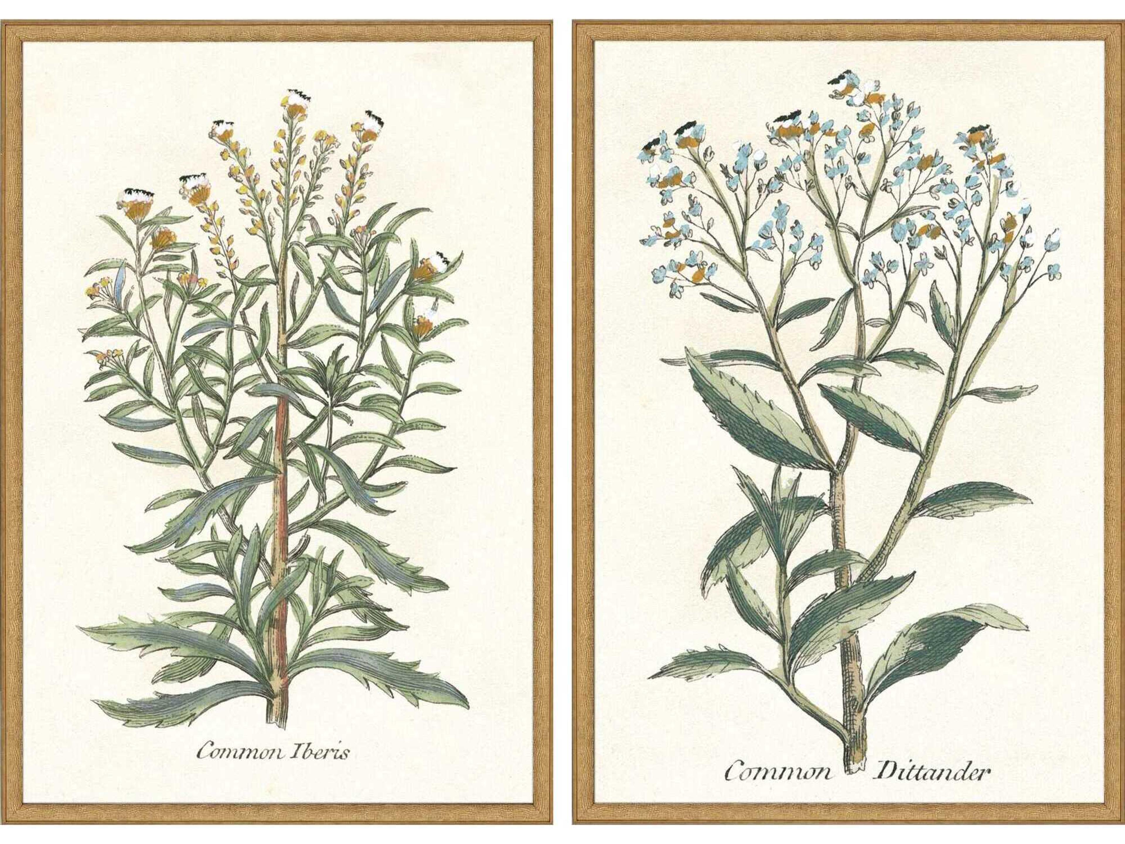 Florals Botanical Plants-I Wall Art Set of 2