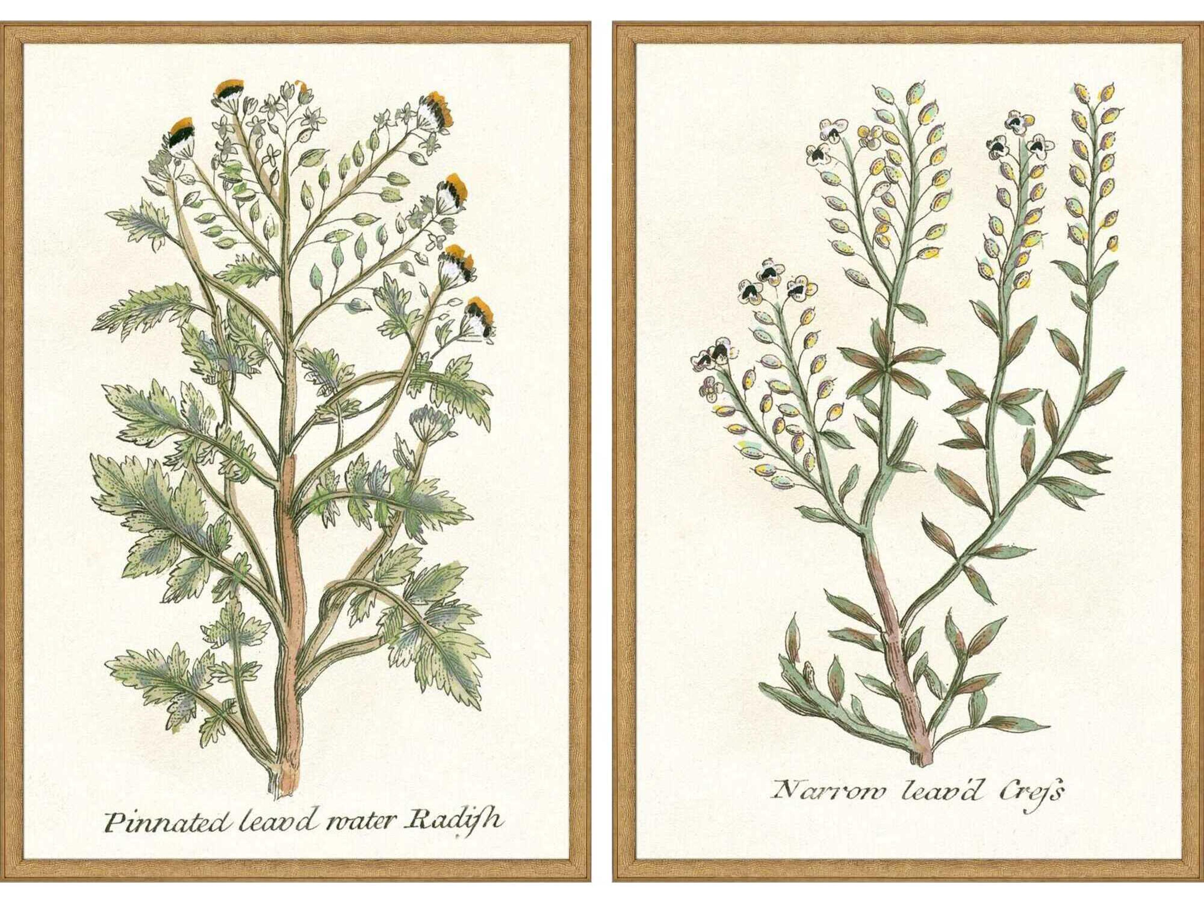 Paragon Florals Botanical Plants-II Wall Art Set of 2