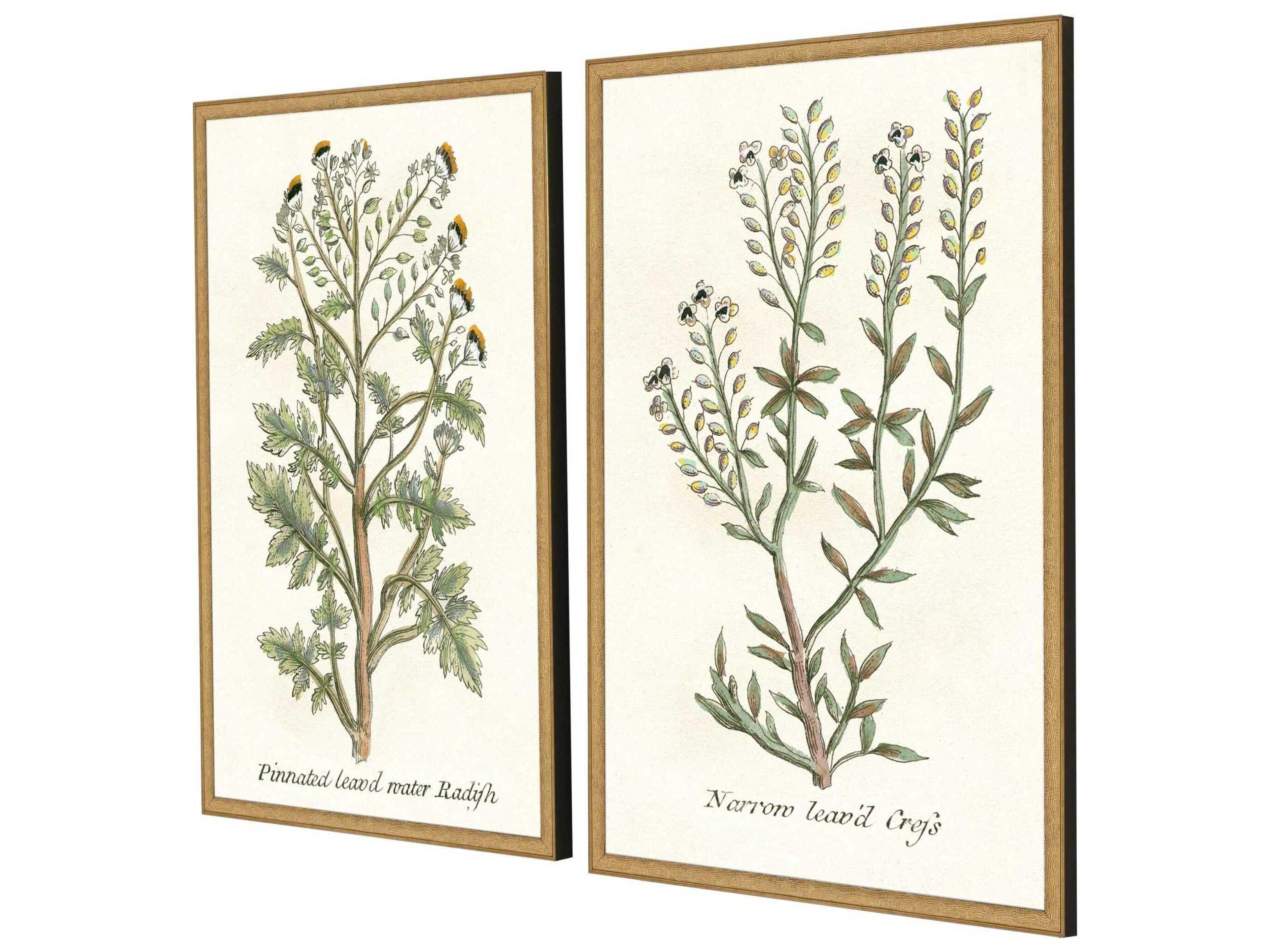 Paragon Florals Botanical Plants-II Wall Art Set of 2