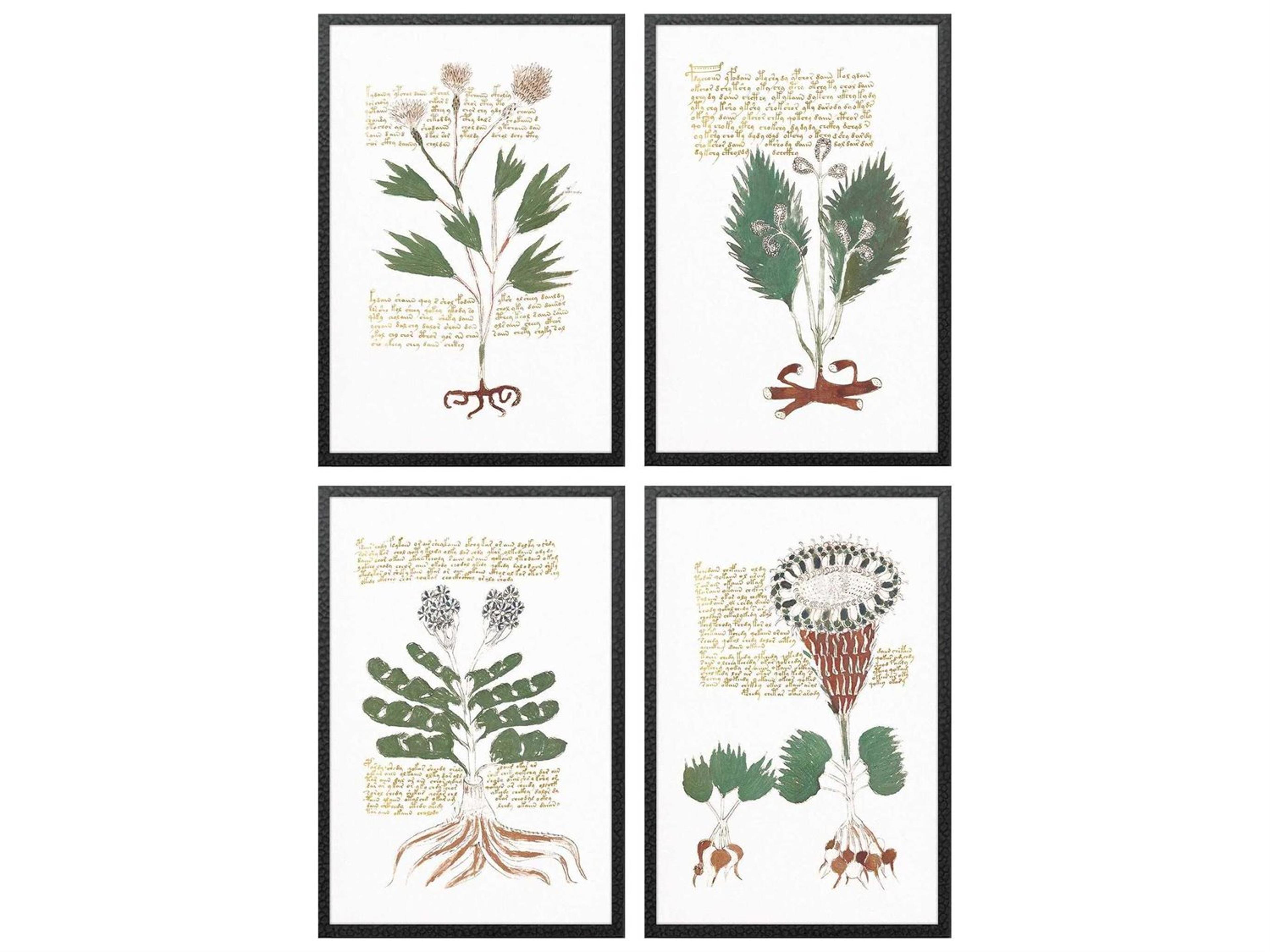 Florals Magical Botany Wall Art Set of 4