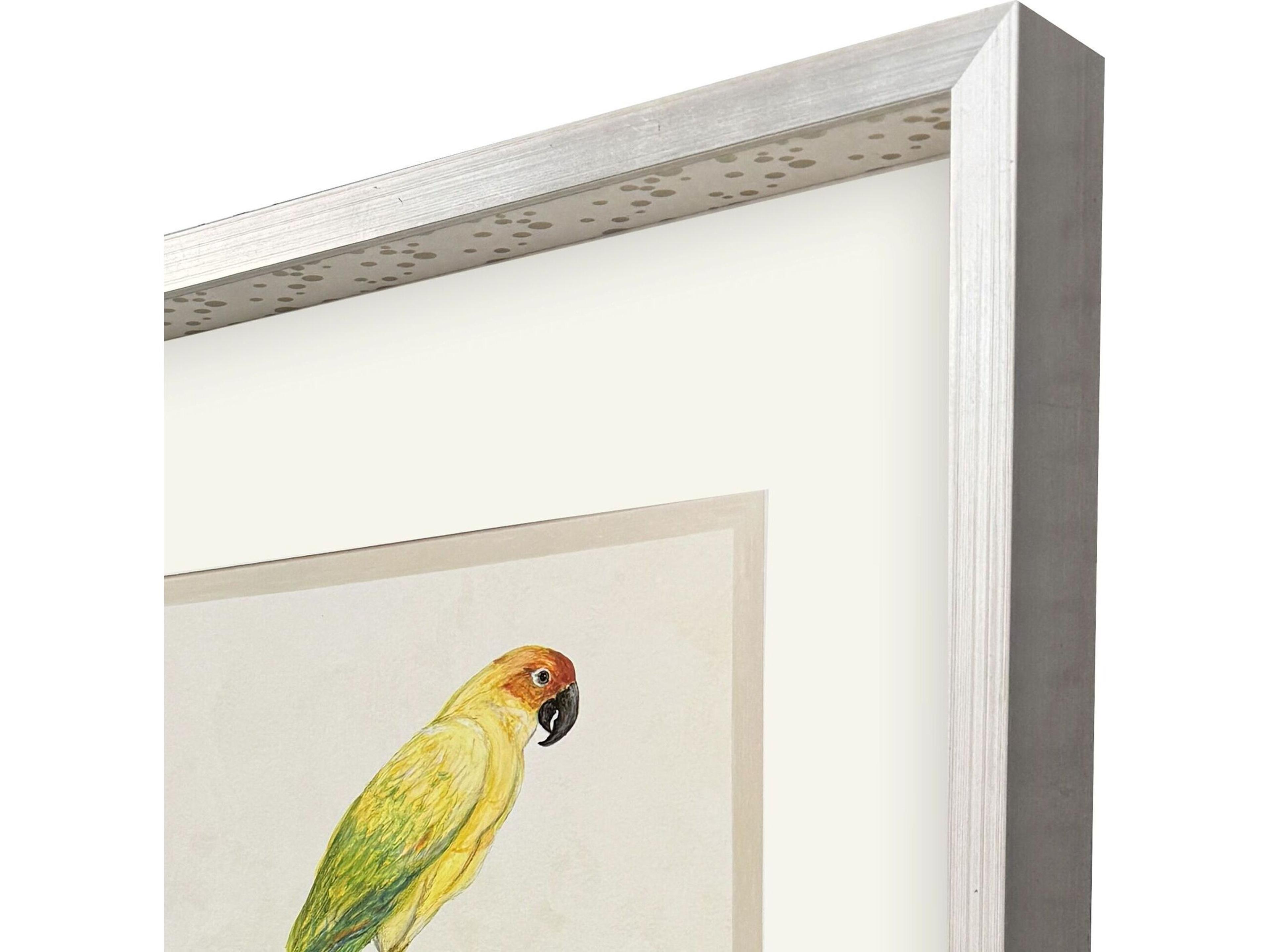 Paragon Treasure Parrot III Framed Art
