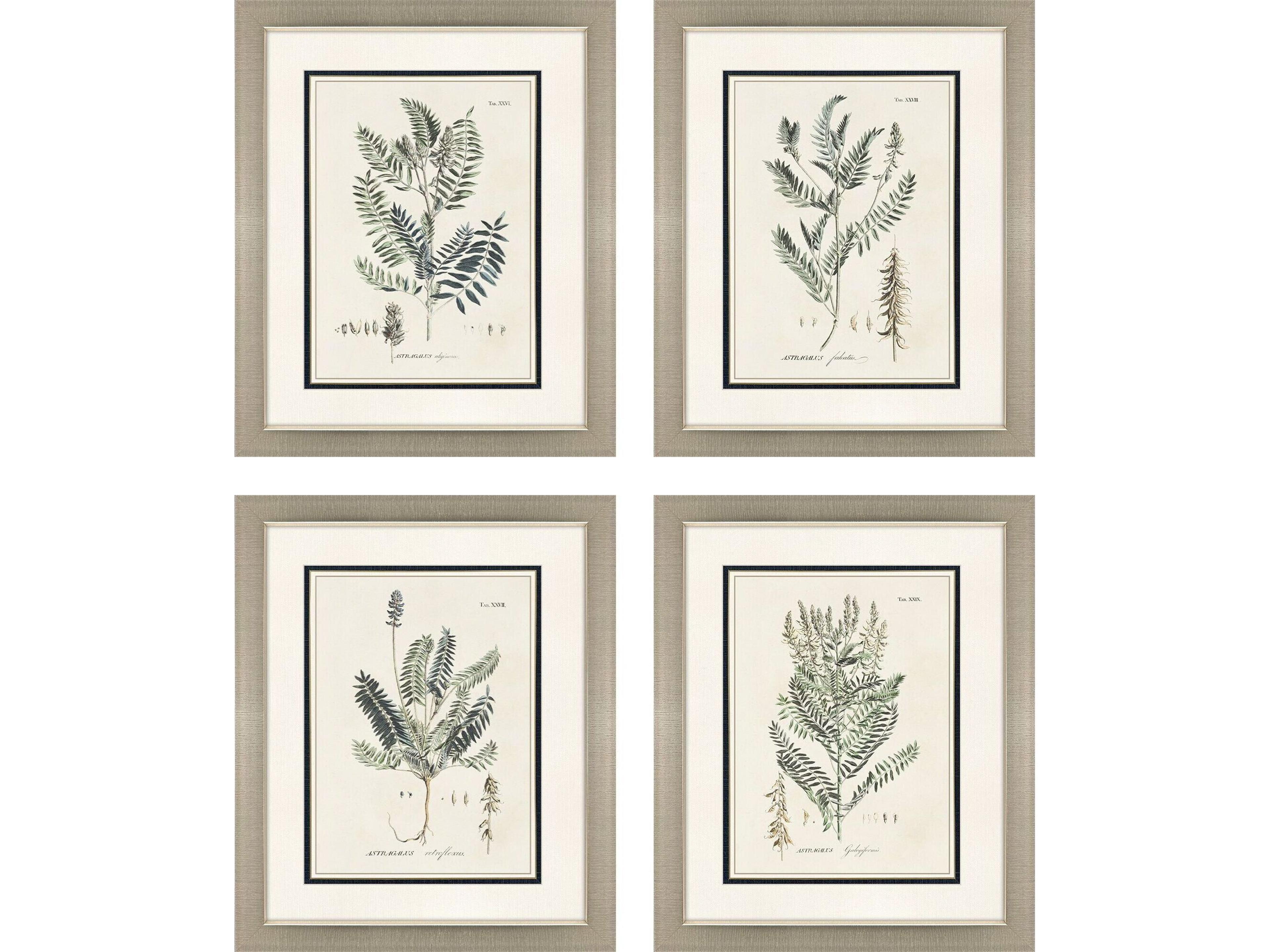 Astragalorum Framed Art - Set of 4