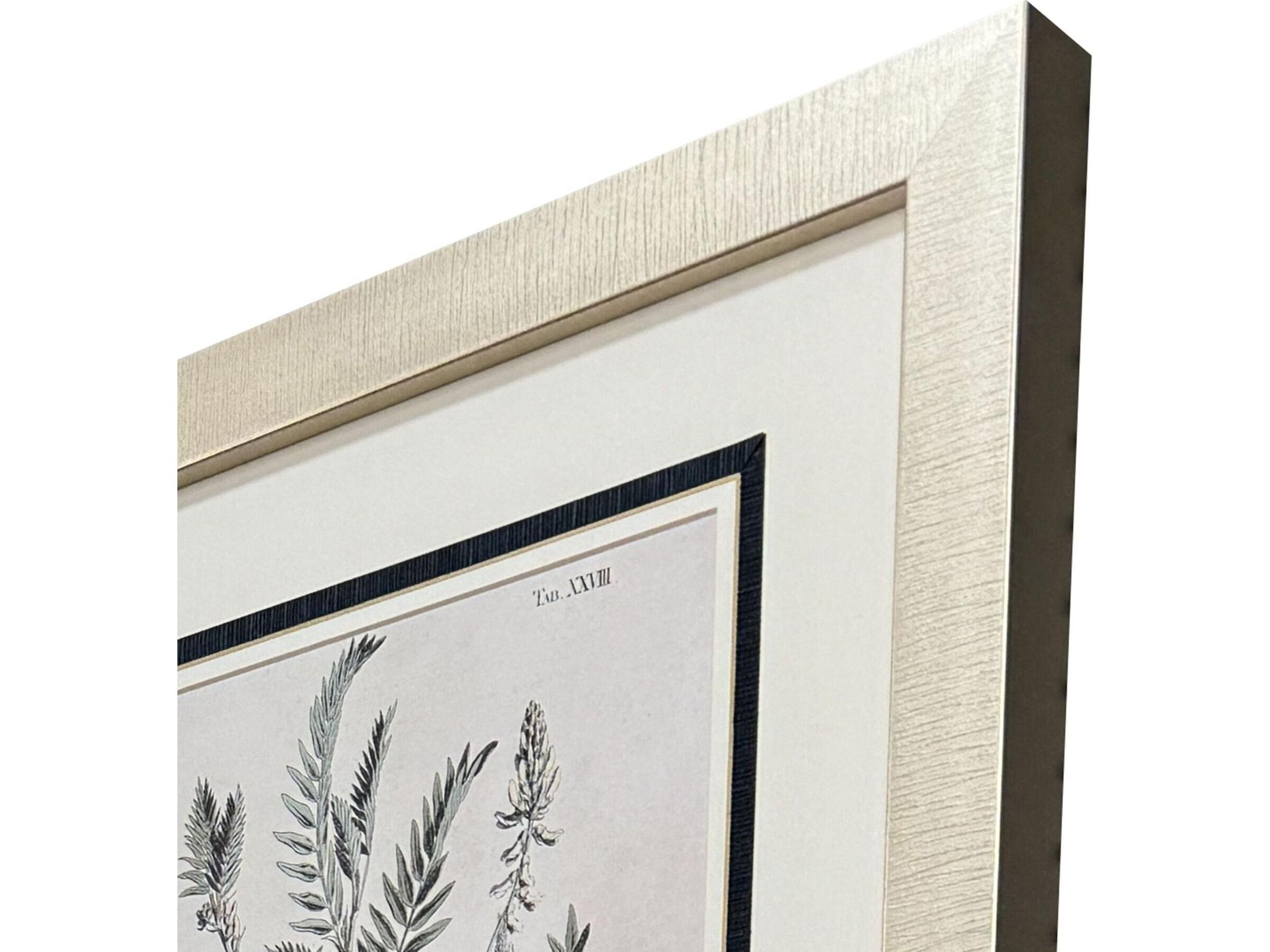 Paragon Astragalorum Framed Art - Set of 4