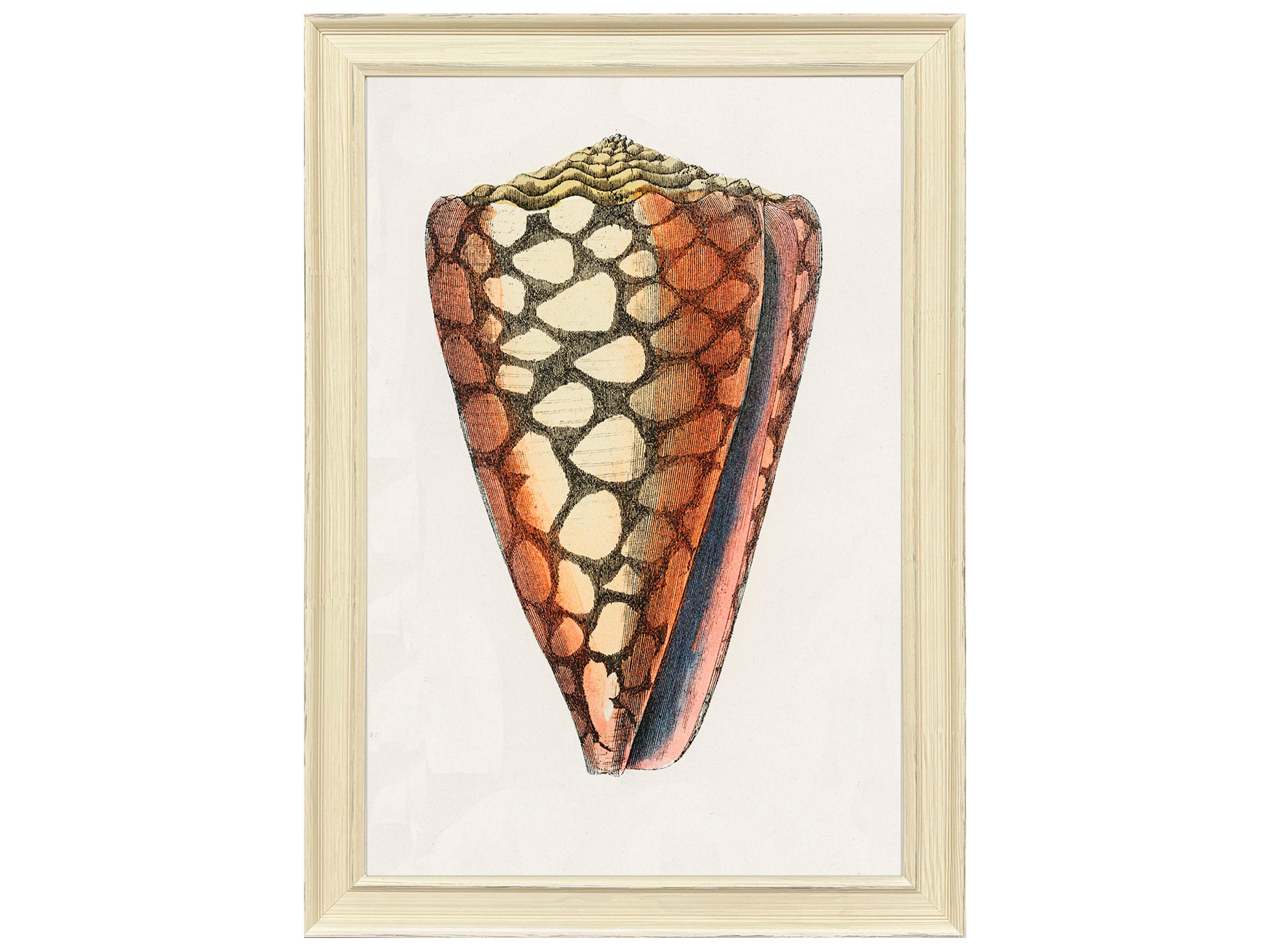 Paragon Conch Study I Framed Art