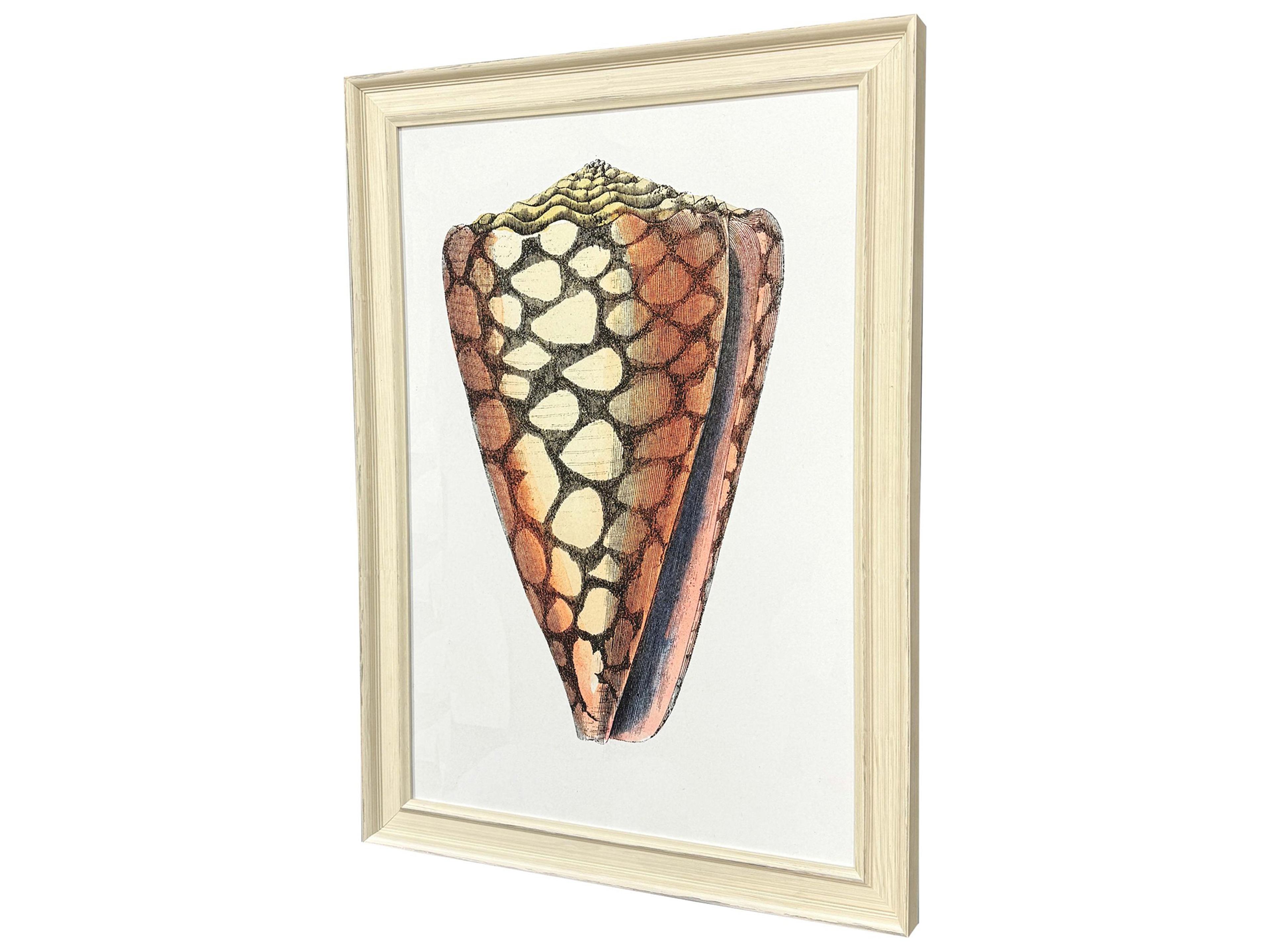 Paragon Conch Study I Framed Art