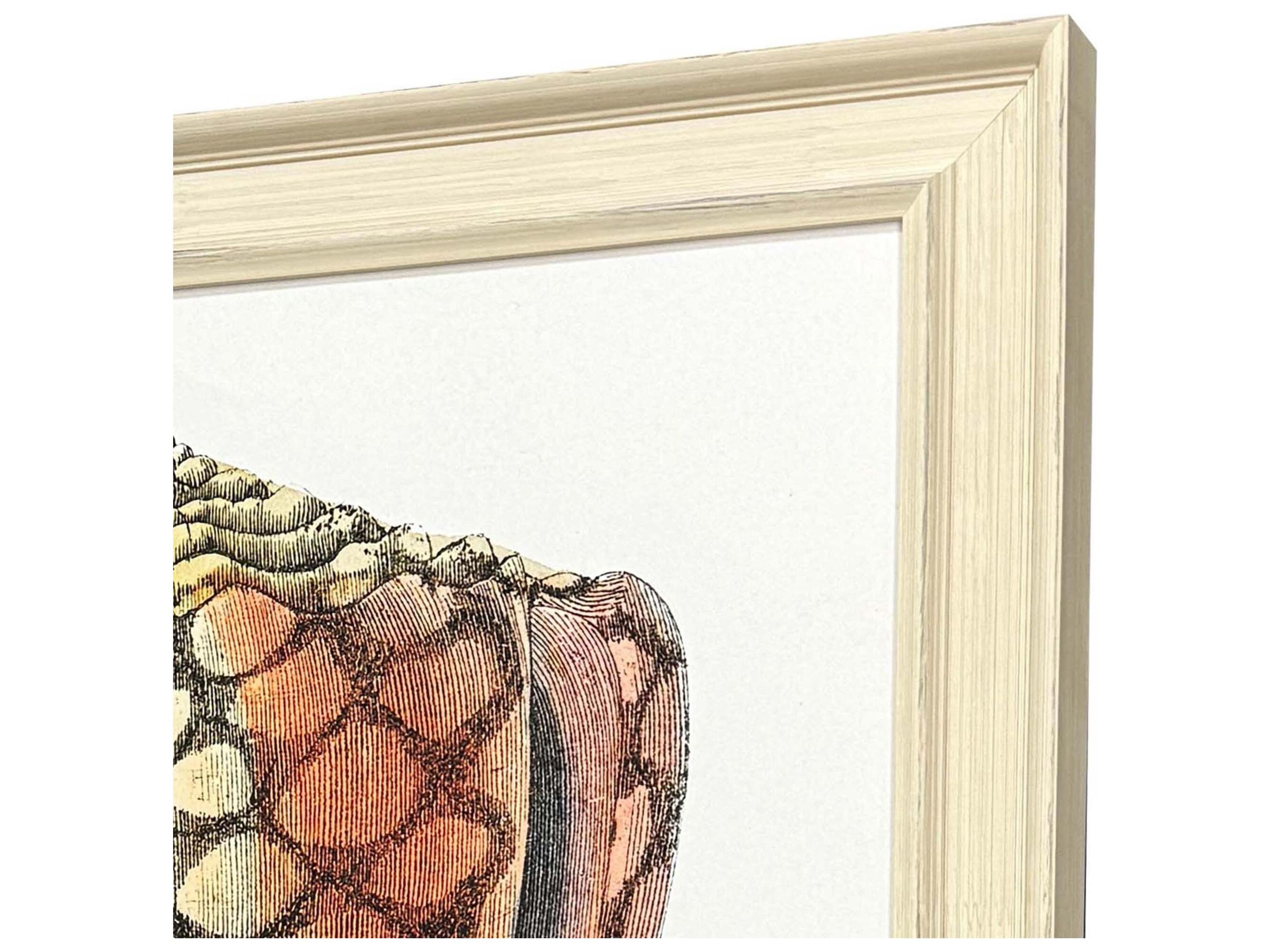 Paragon Conch Study I Framed Art