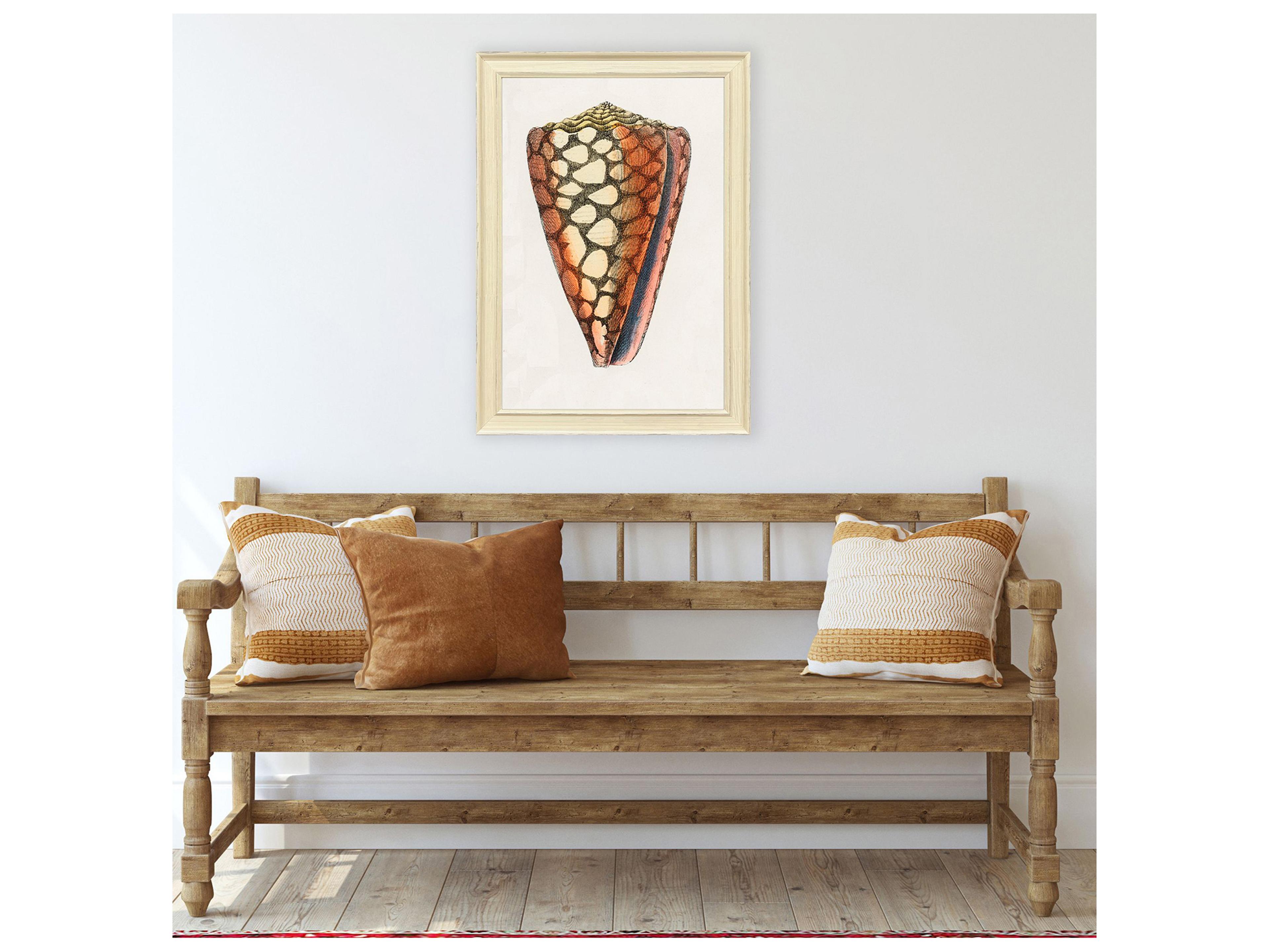 Paragon Conch Study I Framed Art