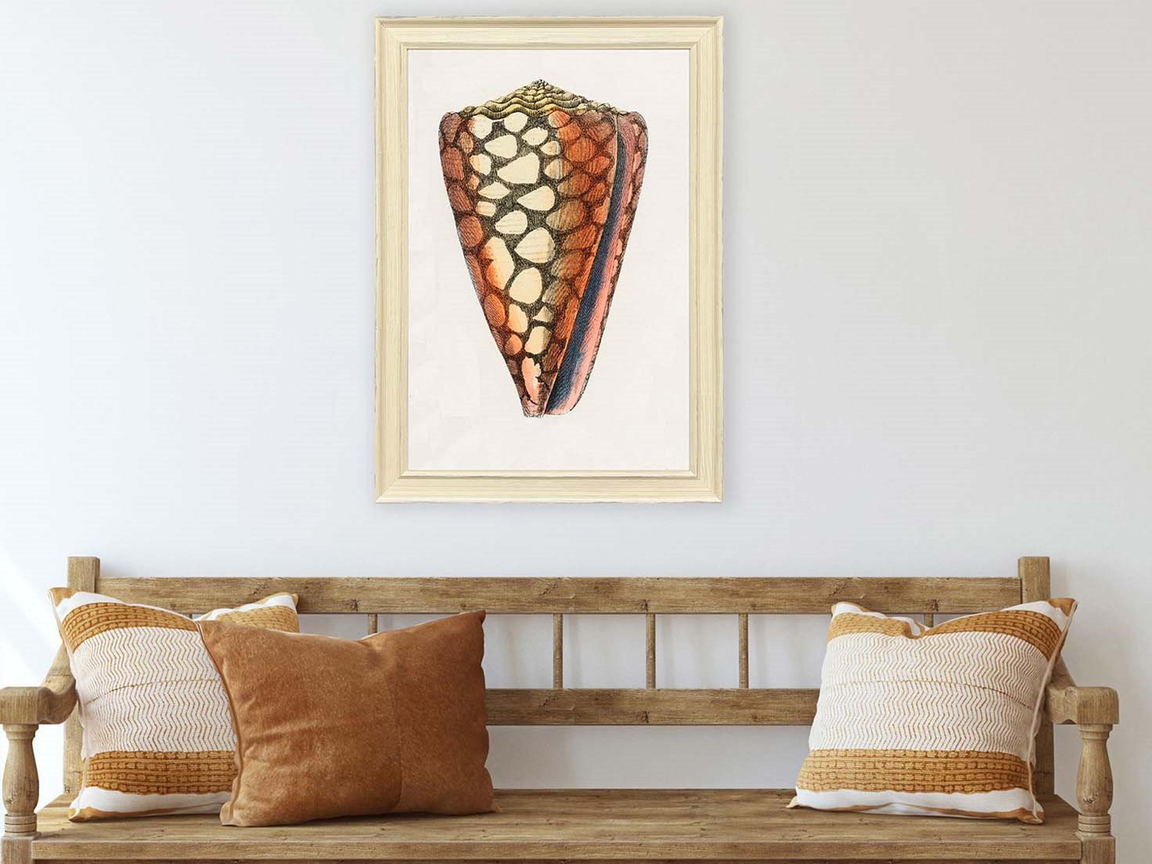 Paragon Conch Study I Framed Art