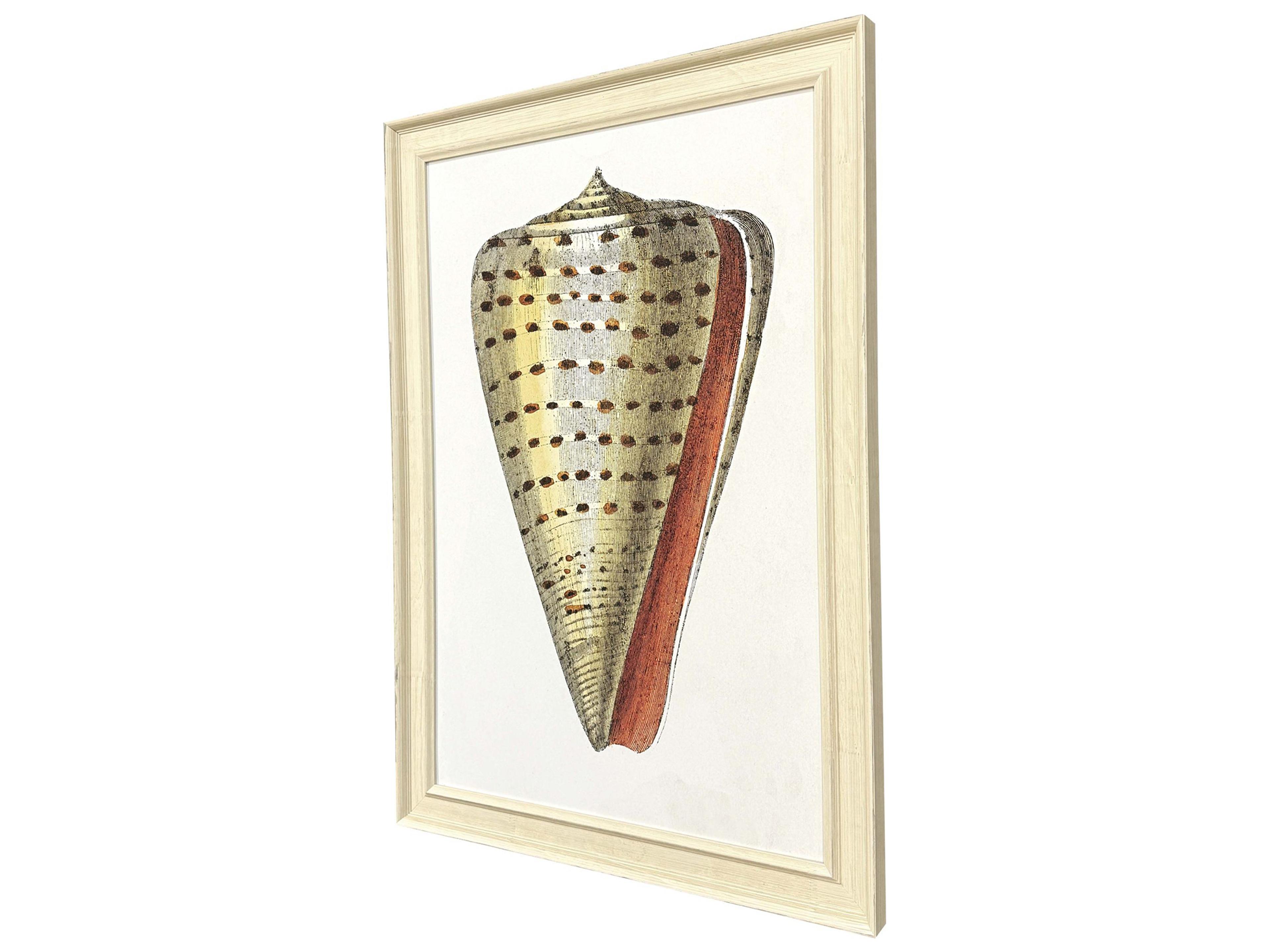 Paragon Conch Study II Framed Art