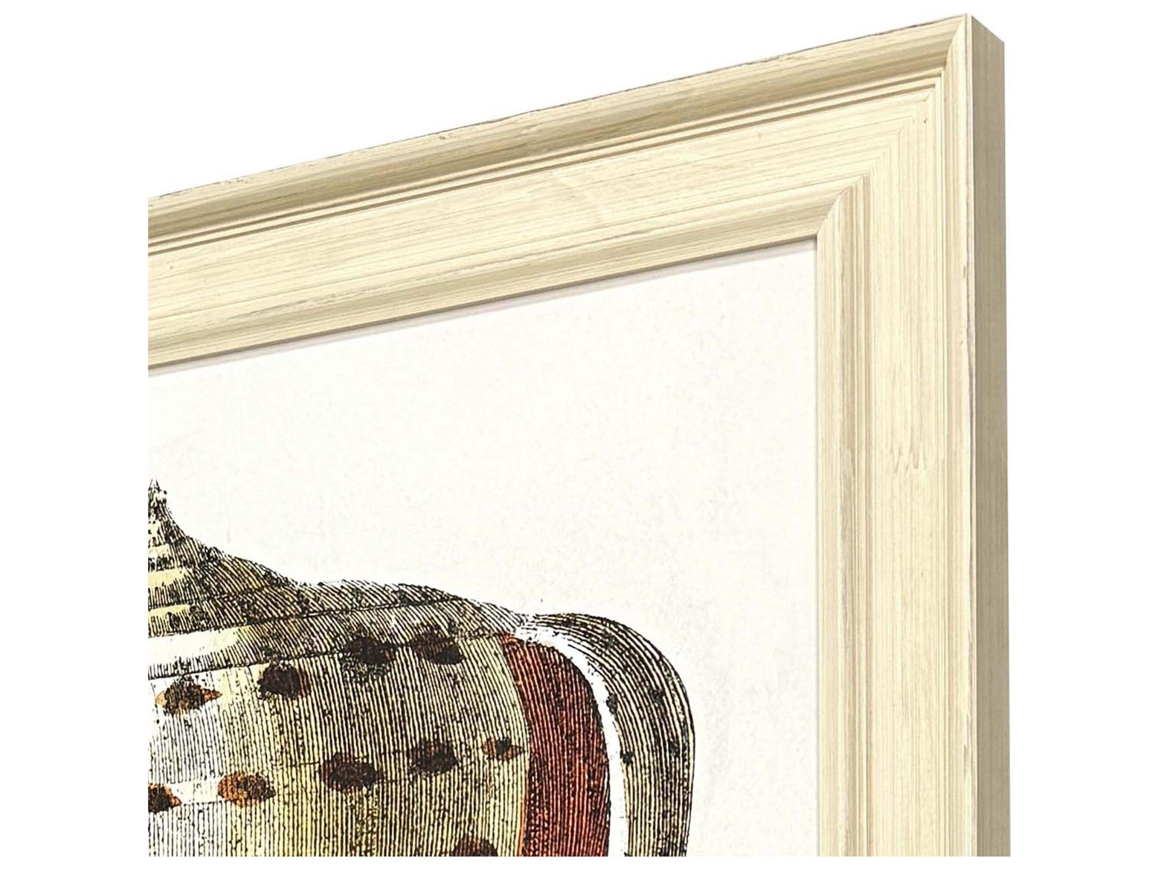 Paragon Conch Study II Framed Art