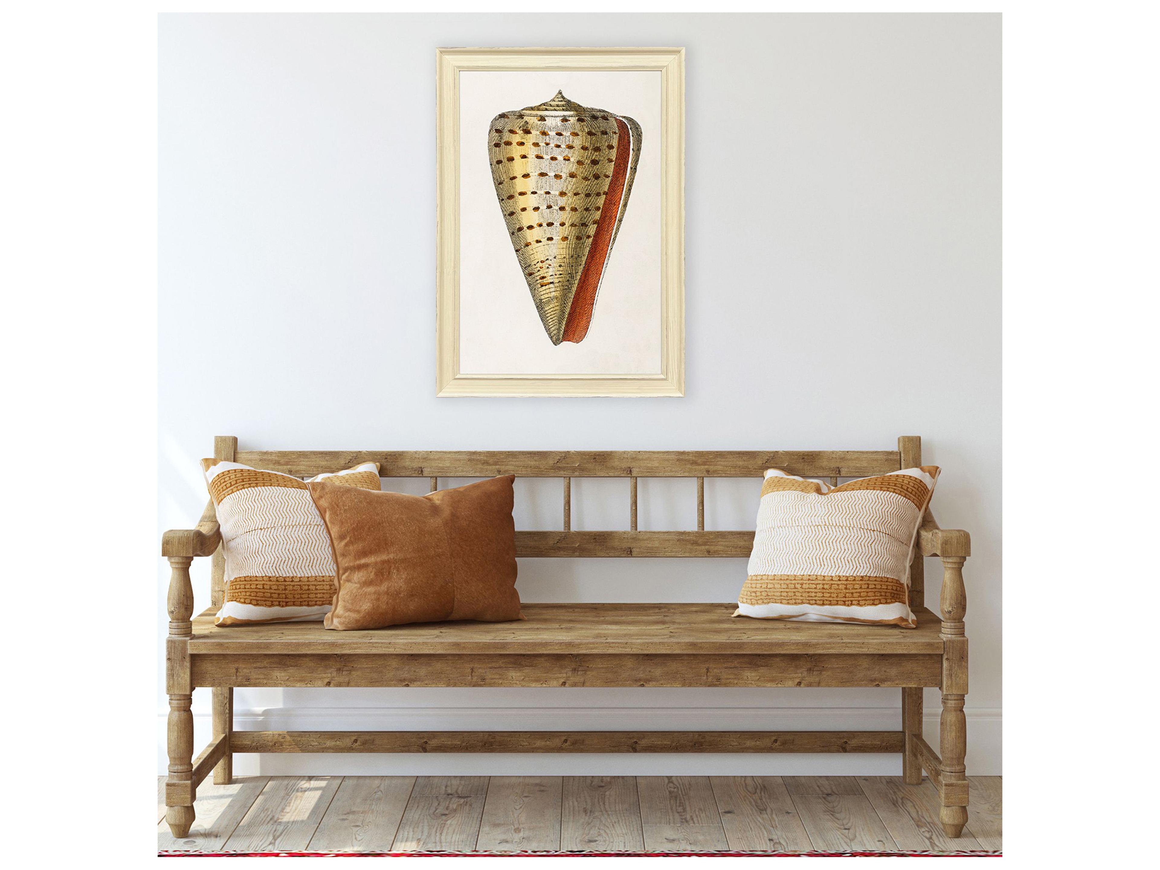 Paragon Conch Study II Framed Art