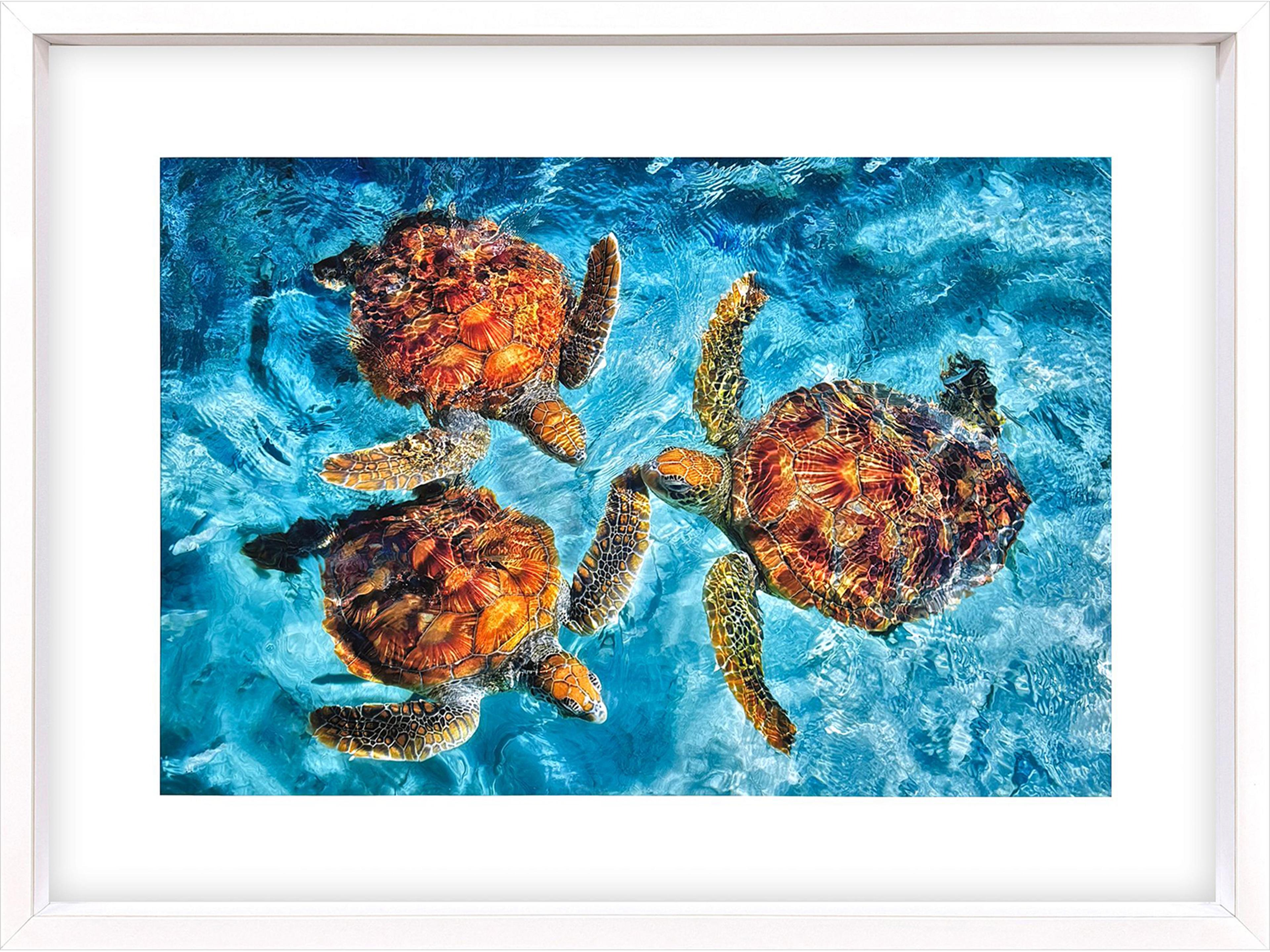 Paragon Ocean Turtles Framed Art
