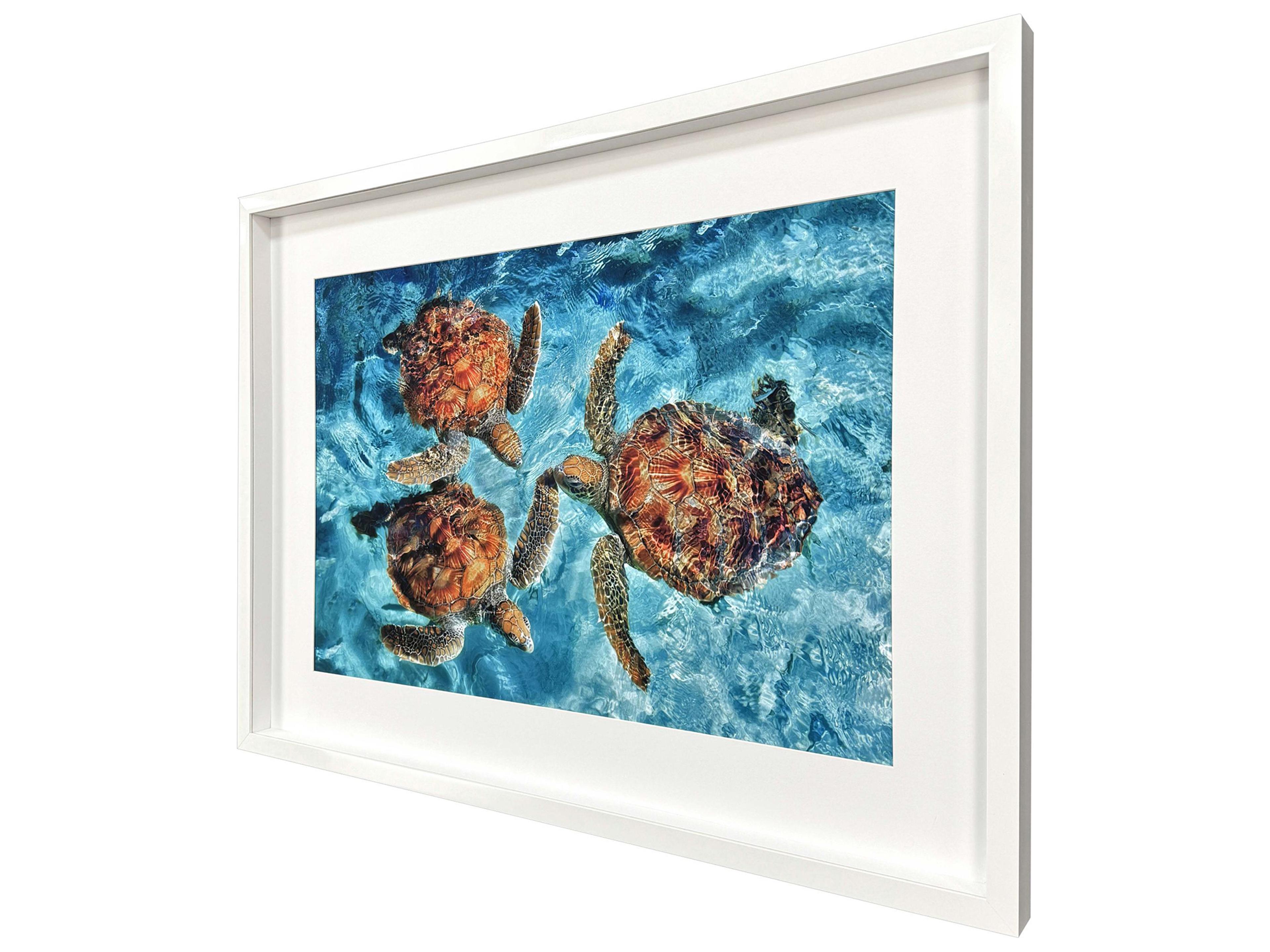 Paragon Ocean Turtles Framed Art