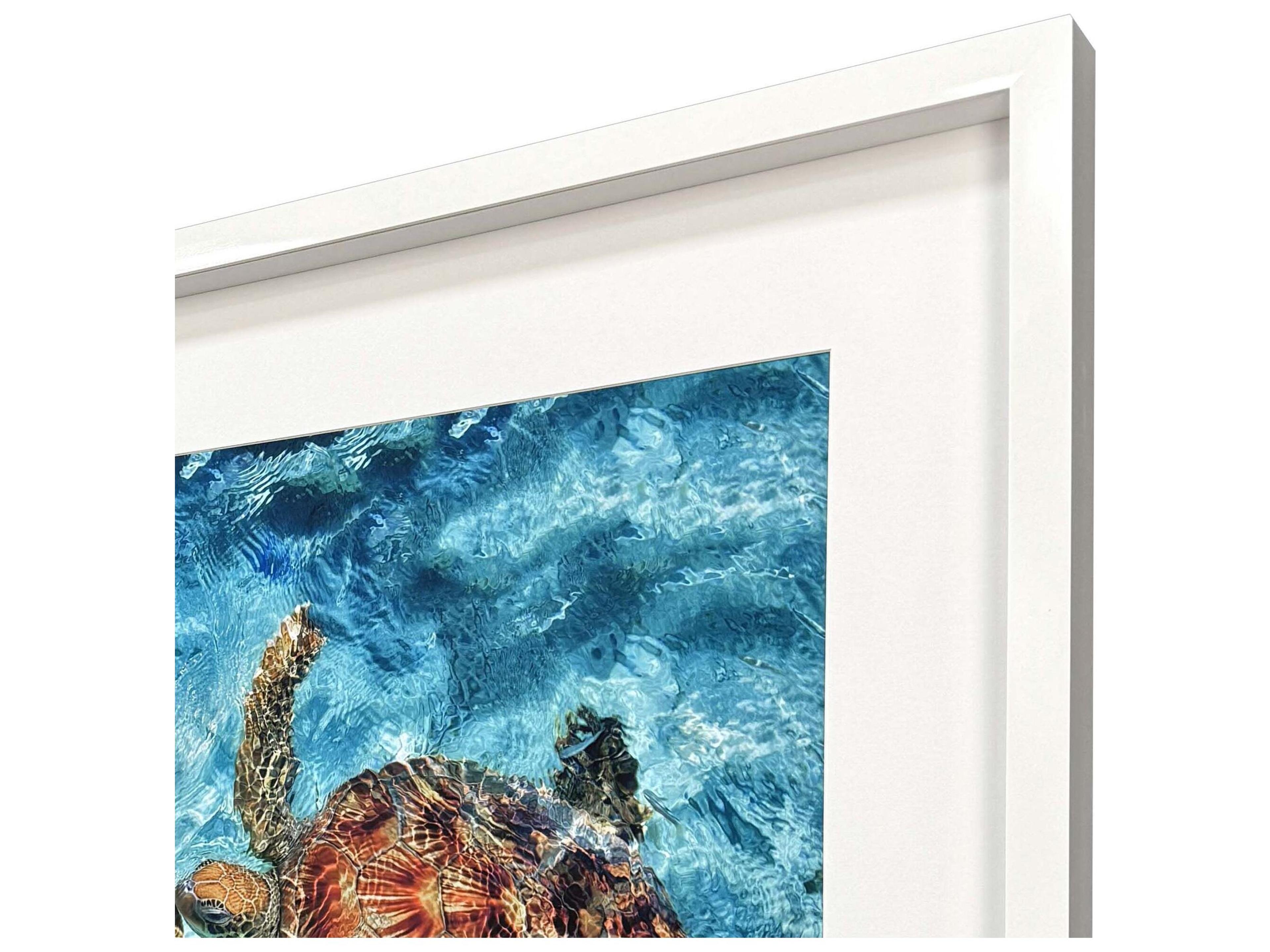 Paragon Ocean Turtles Framed Art