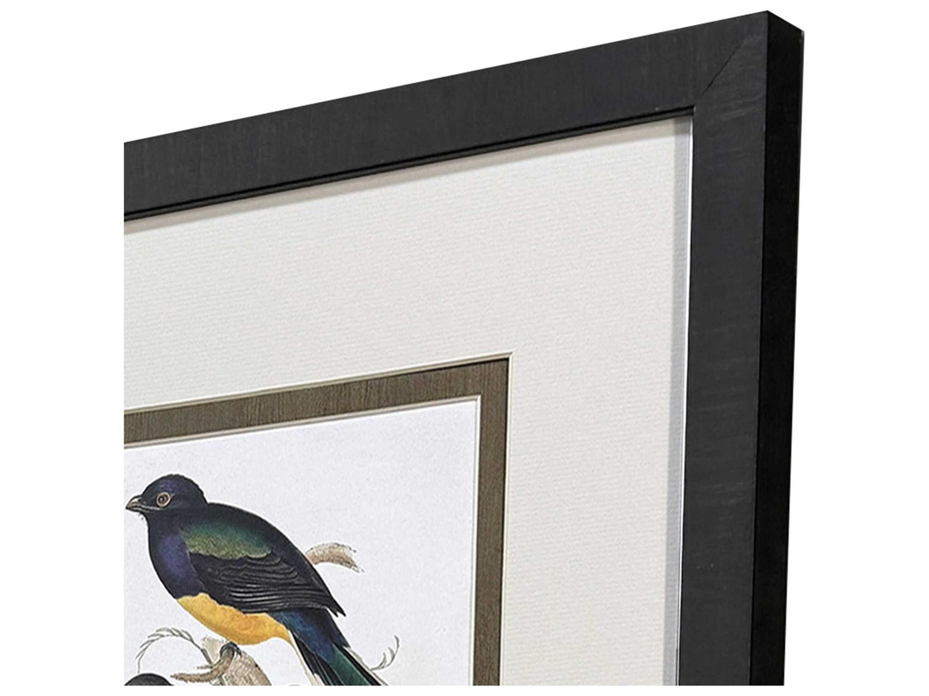 Paragon Animals Elegant Trogons Wall Art Set of 4