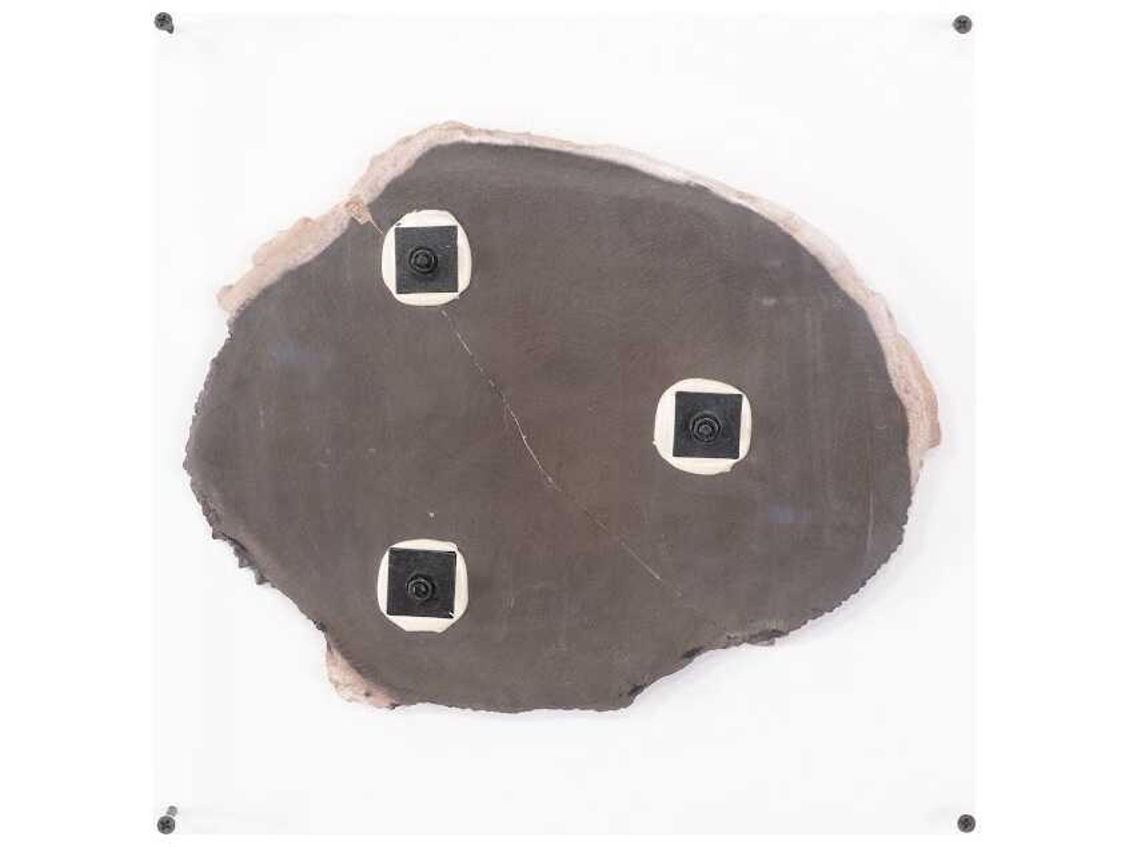 Phillips Collection Black / Beige Floating Petrified Slice Wall Art