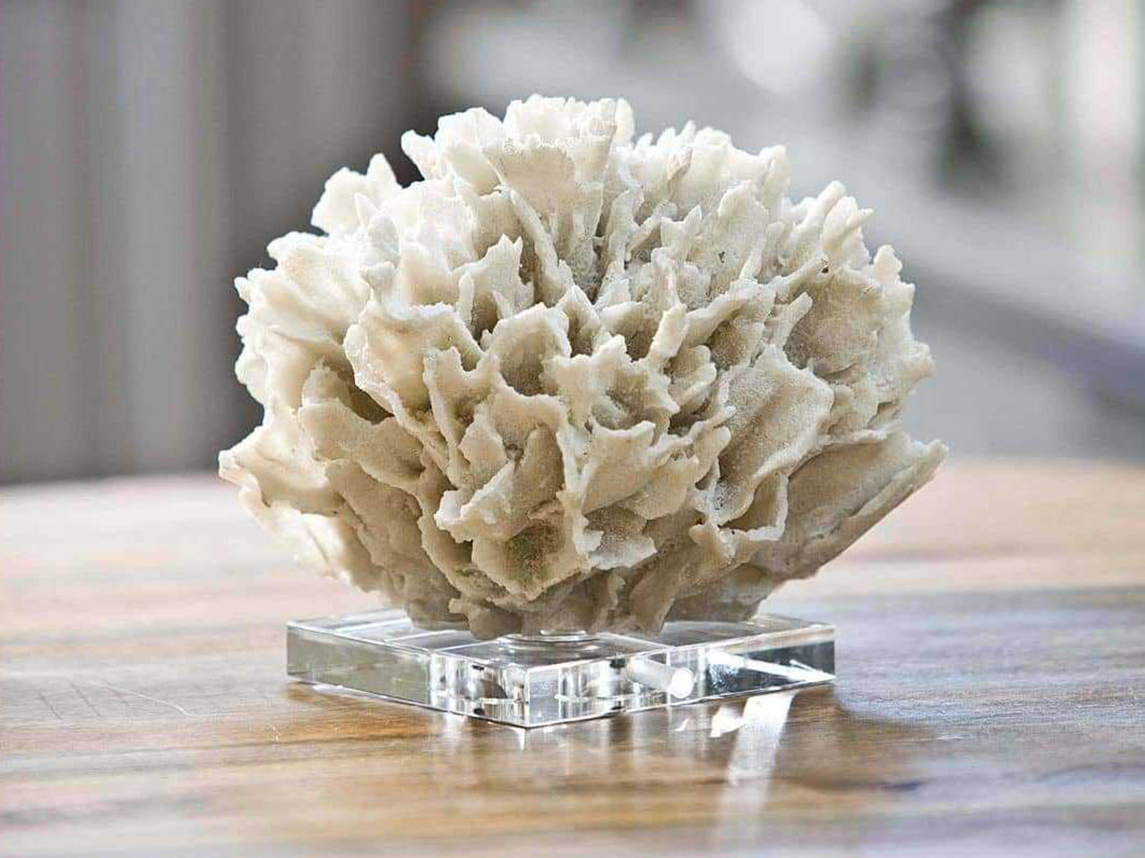 Regina Andrew White Ribbon Coral