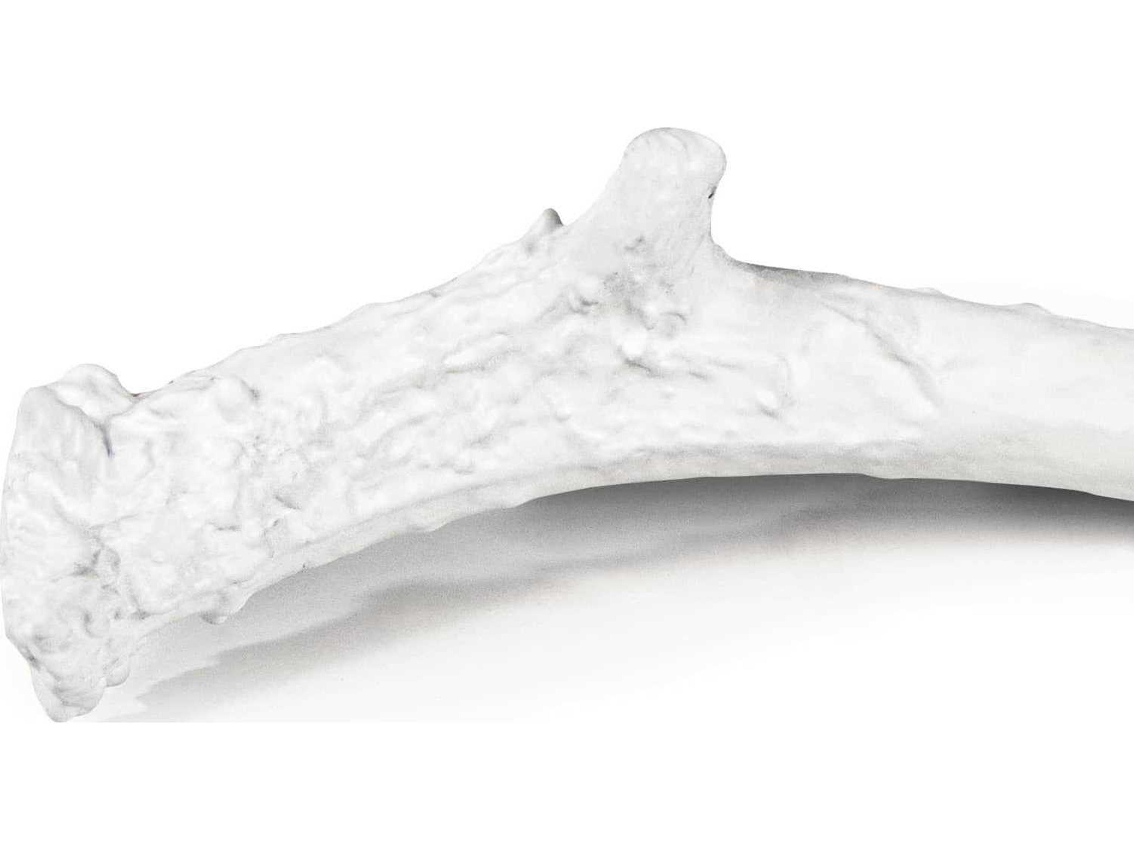 Regina Andrew White 22" Antler Decorative Accent