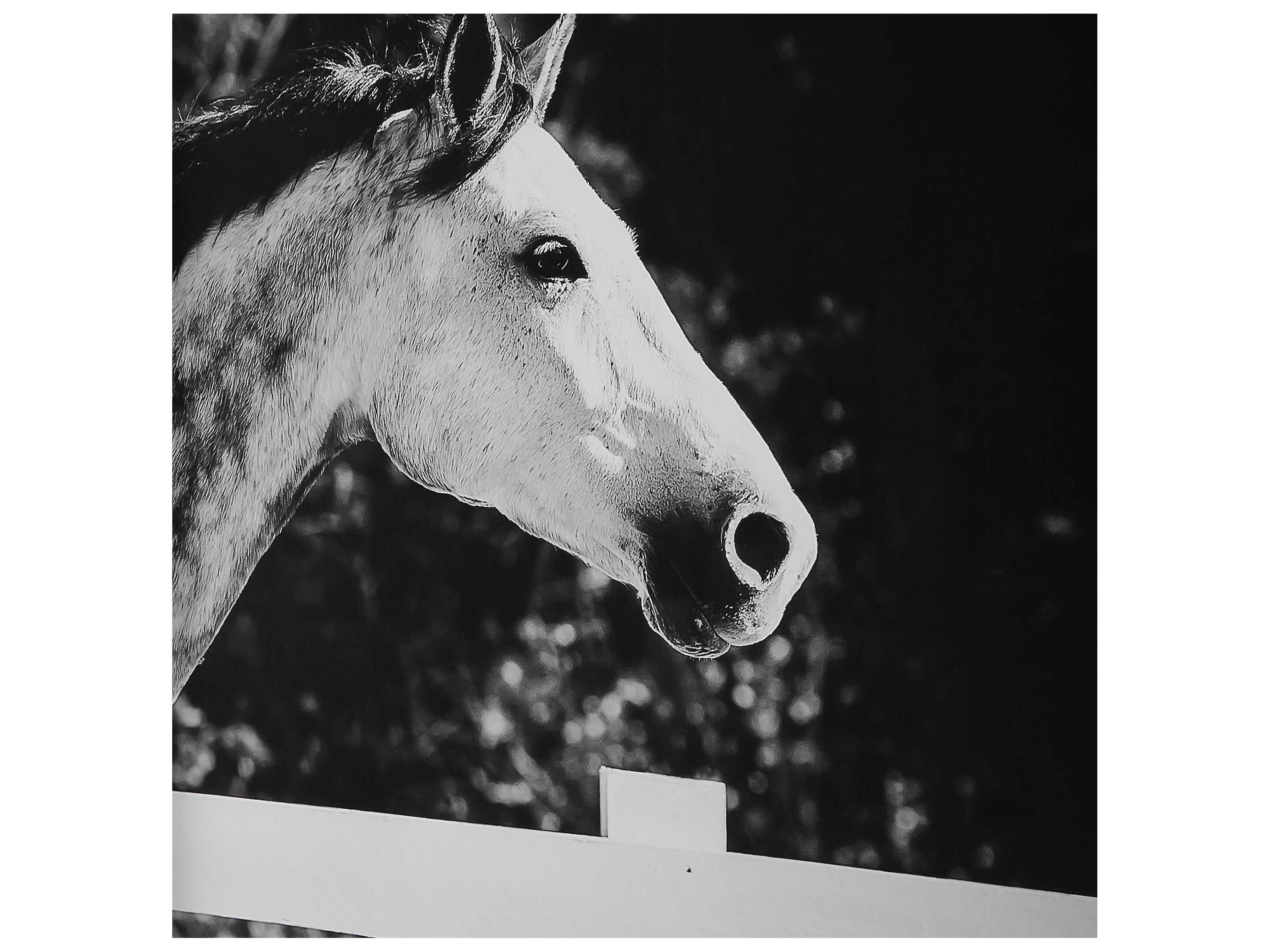 Uttermost Galloping Forward Equine Printed Wall Art Set of 3