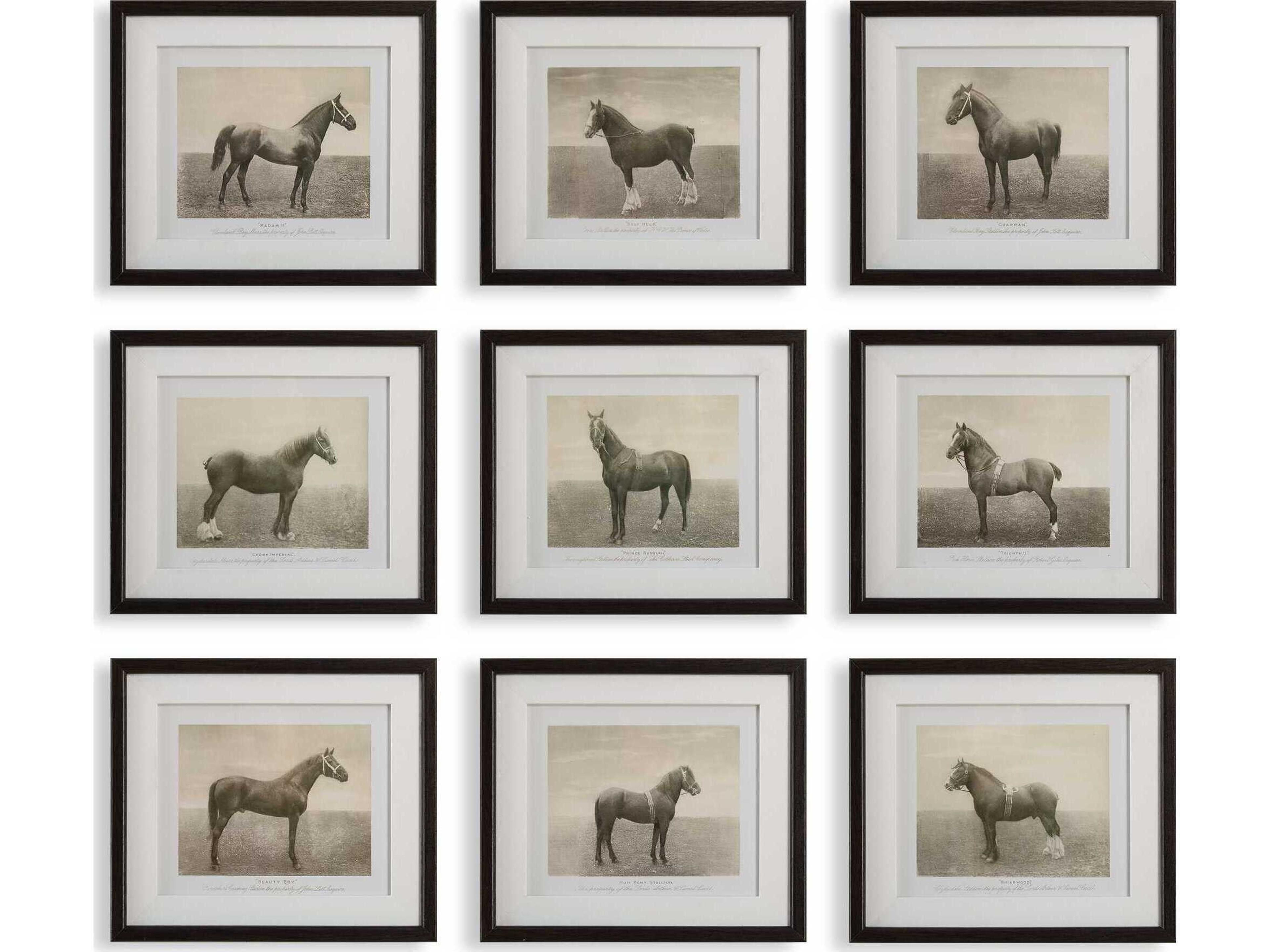 Equine Dynasty Framed Prints Set of 9